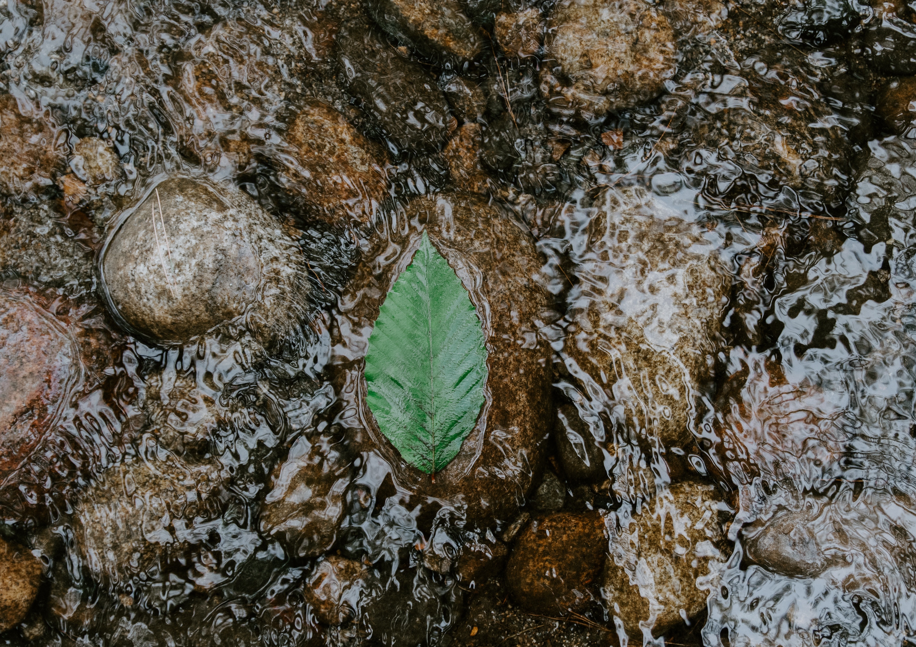 water, stones, macro, sheet, leaf, flow Panoramic Wallpaper