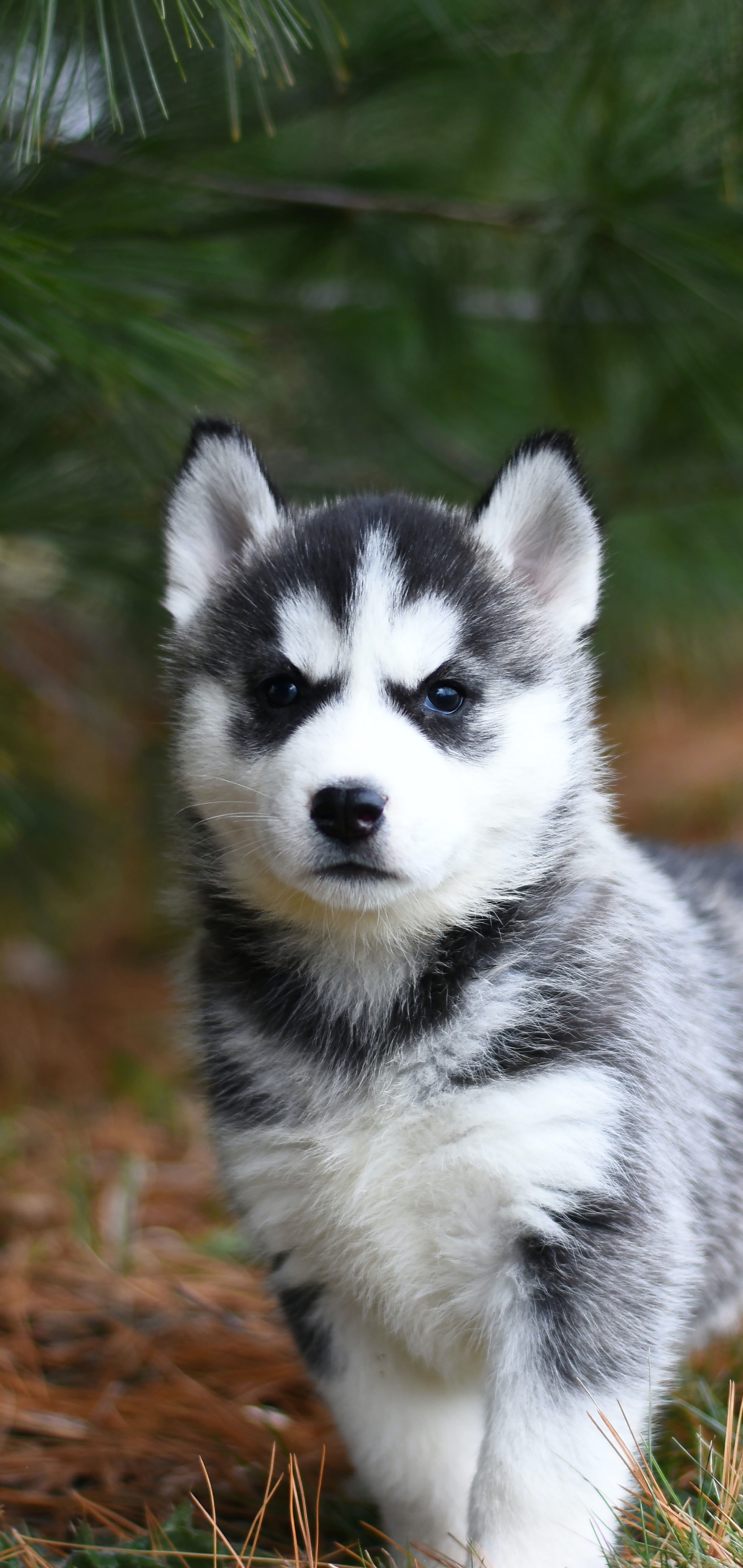 Laden Sie das Tiere, Hunde, Hund, Welpen, Sibirischer Husky, Schlittenhund, Welpe-Bild kostenlos auf Ihren PC-Desktop herunter