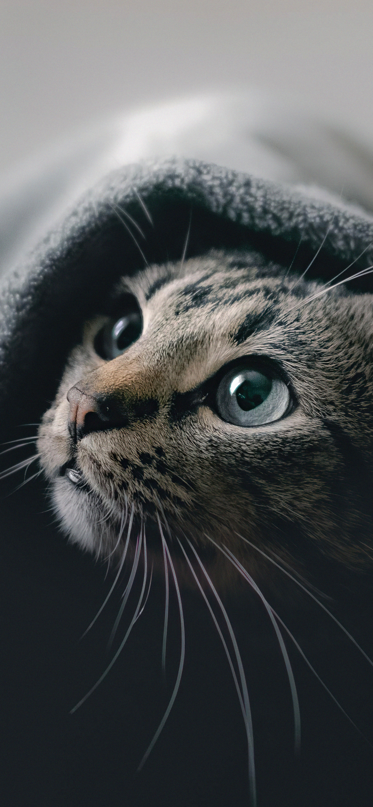 Download mobile wallpaper Cats, Cat, Animal for free.