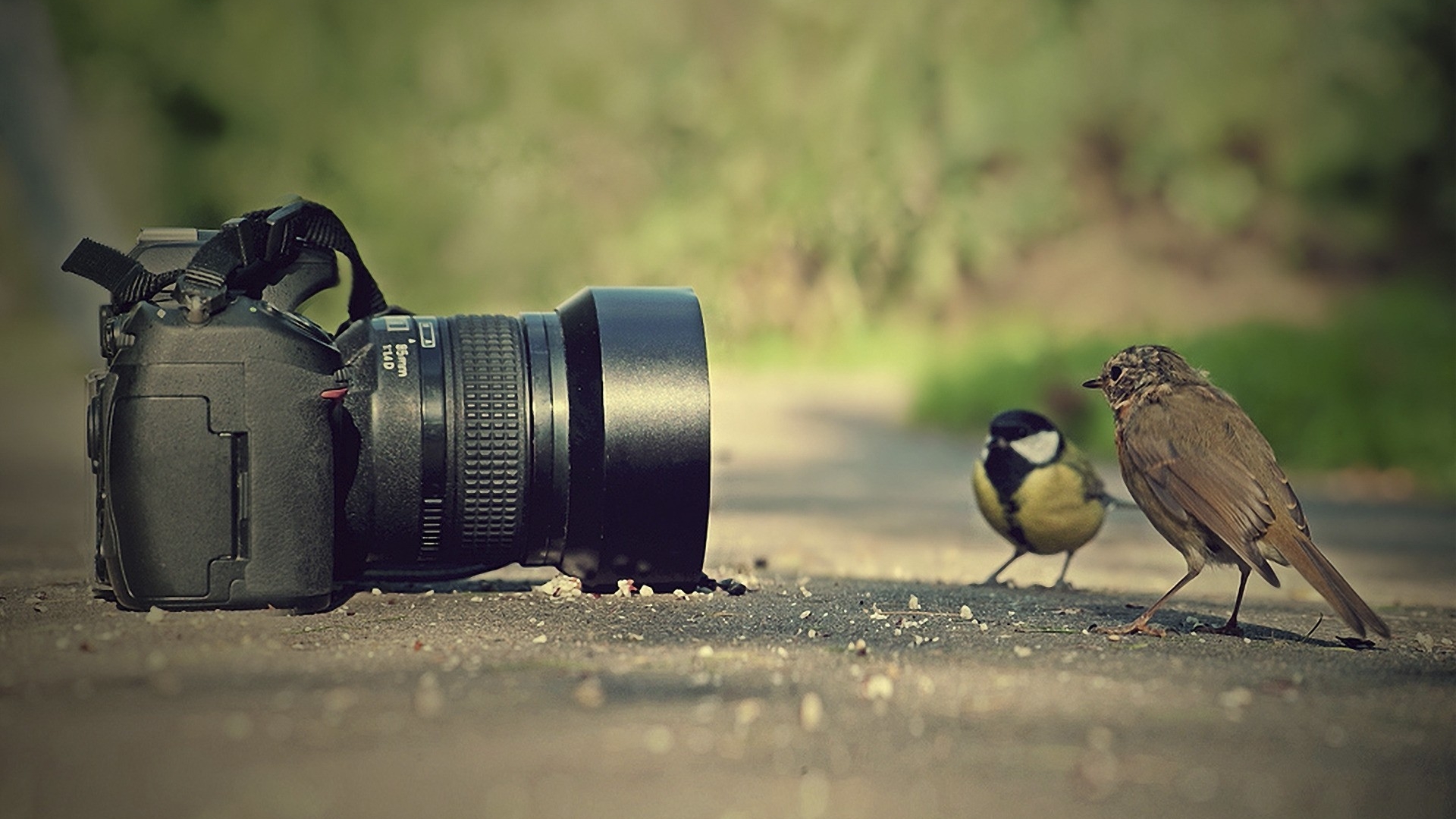 Handy-Wallpaper Tiere, Vogel kostenlos herunterladen.