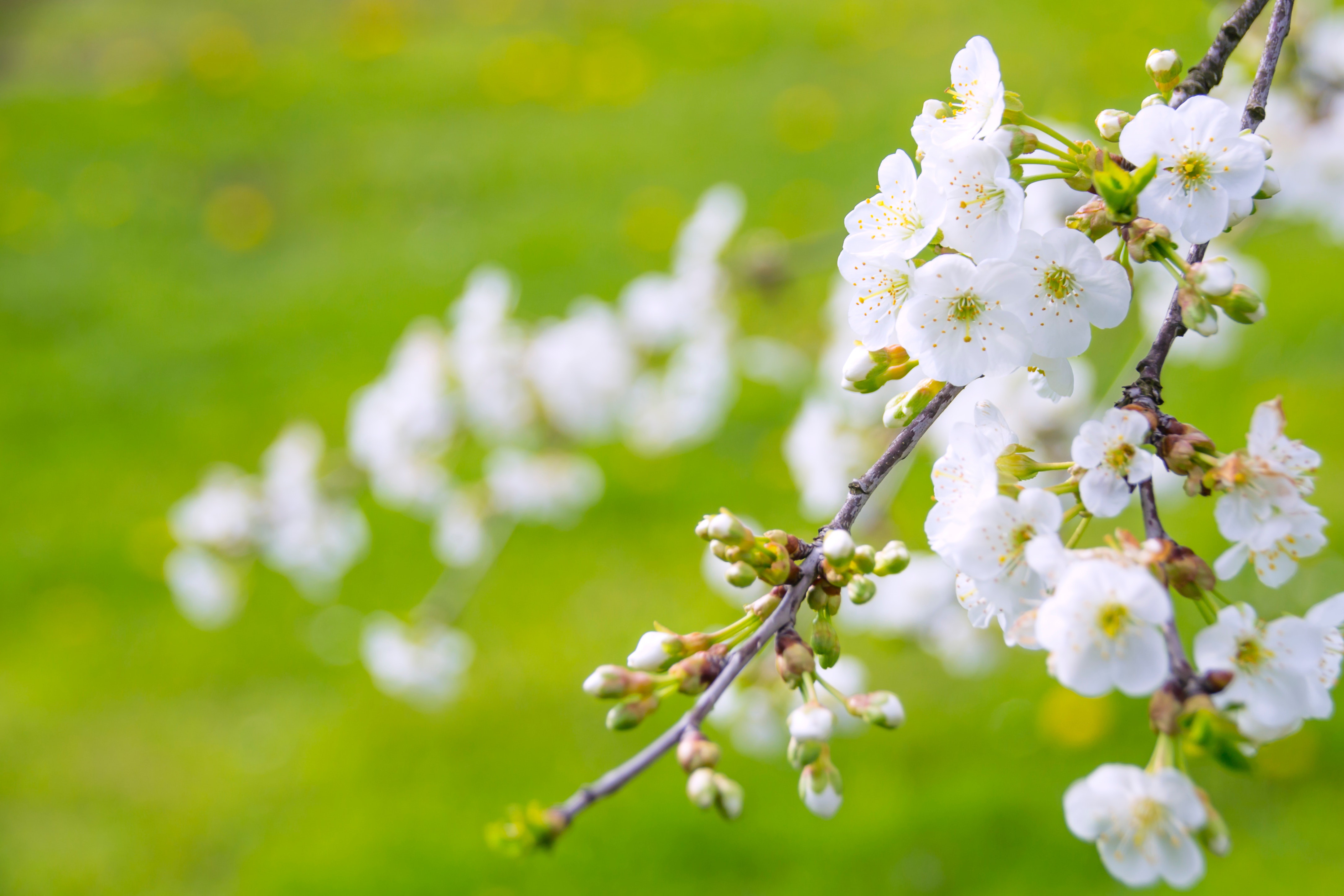 Download mobile wallpaper Flowers, Branch, Earth, Spring, White Flower, Blossom for free.