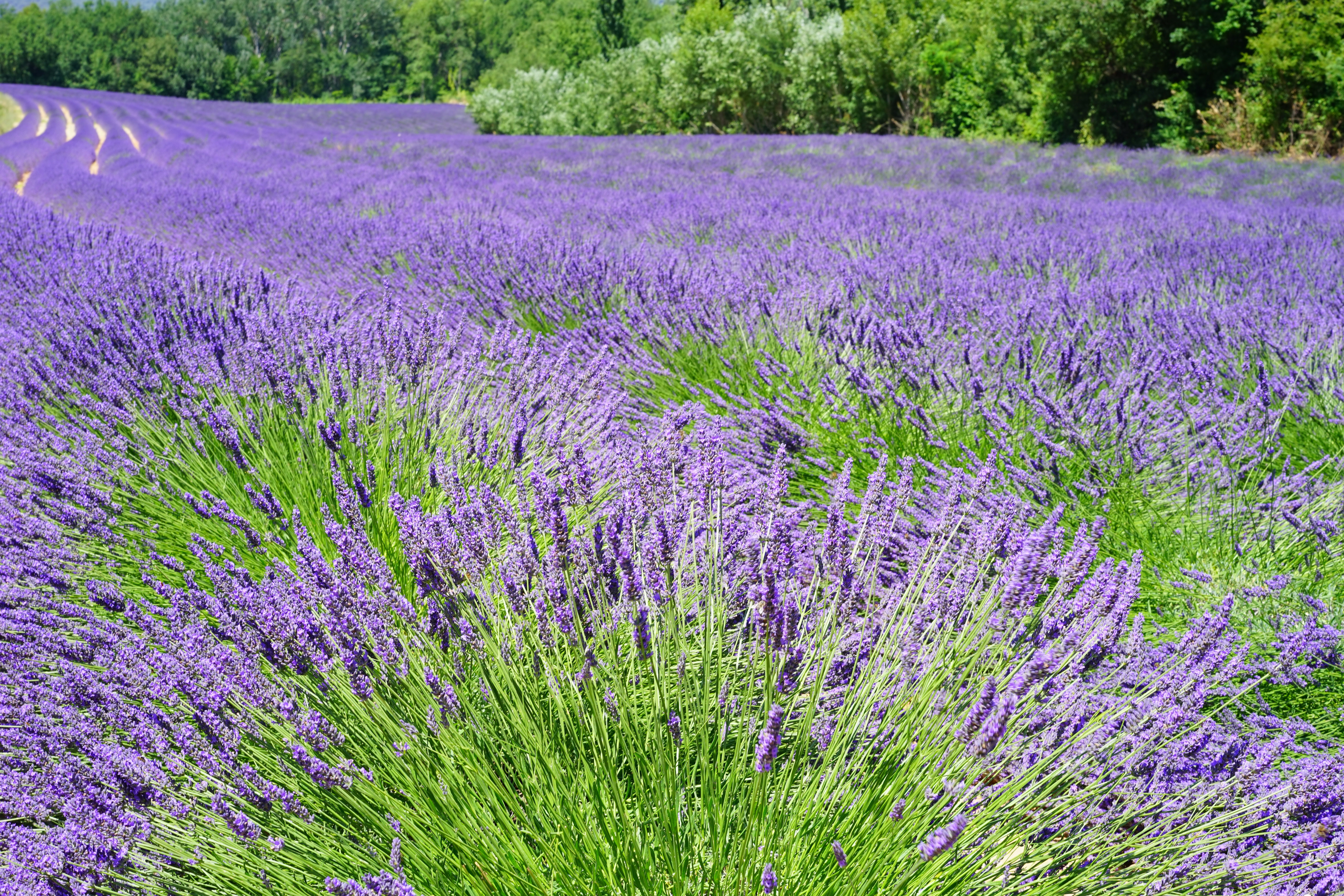 Laden Sie das Natur, Blumen, Sommer, Blume, Feld, Lavendel, Lila Blume, Erde/natur-Bild kostenlos auf Ihren PC-Desktop herunter