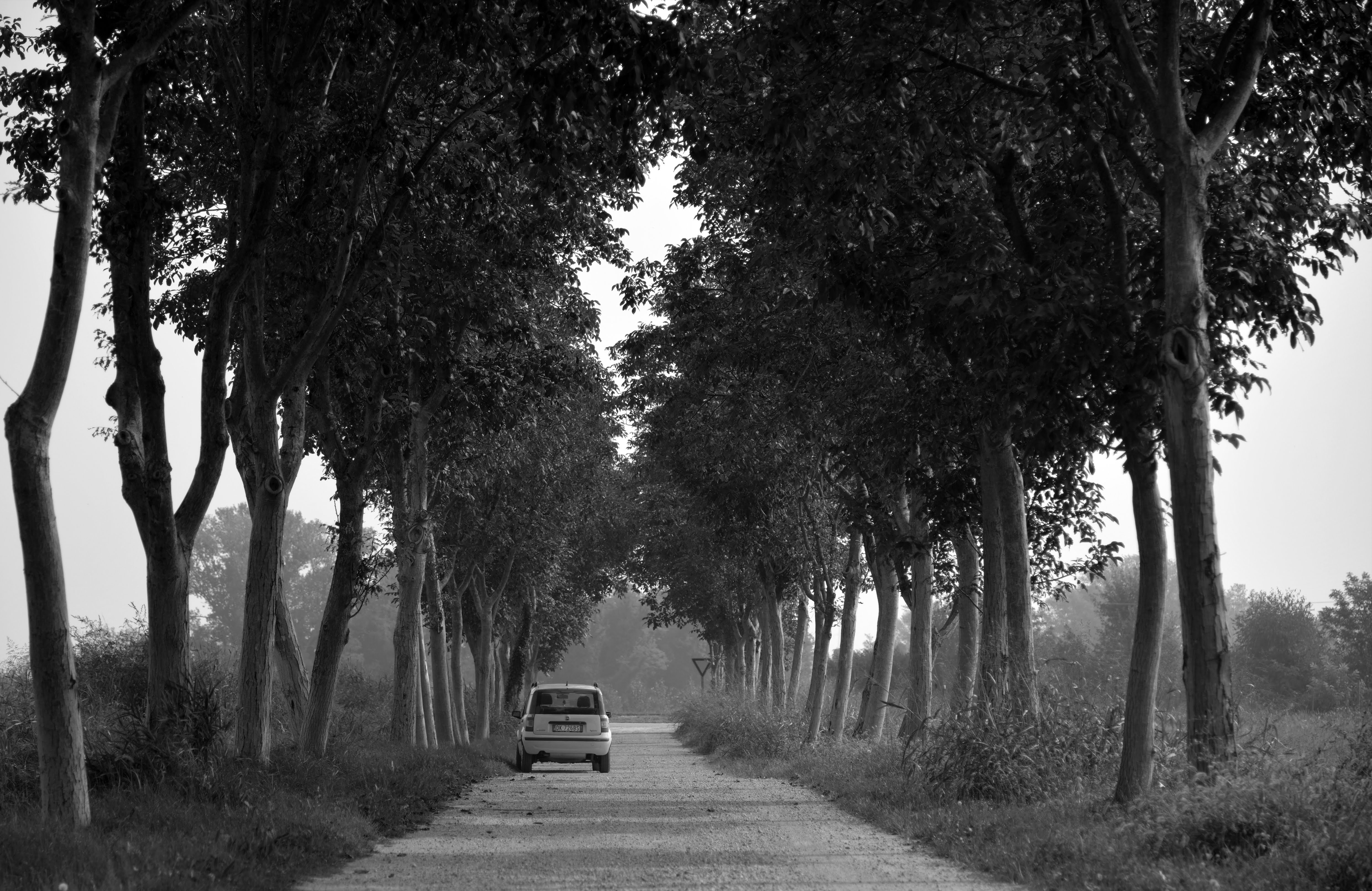 Free download wallpaper Trees, Cars, Road, Car, Bw, Chb on your PC desktop