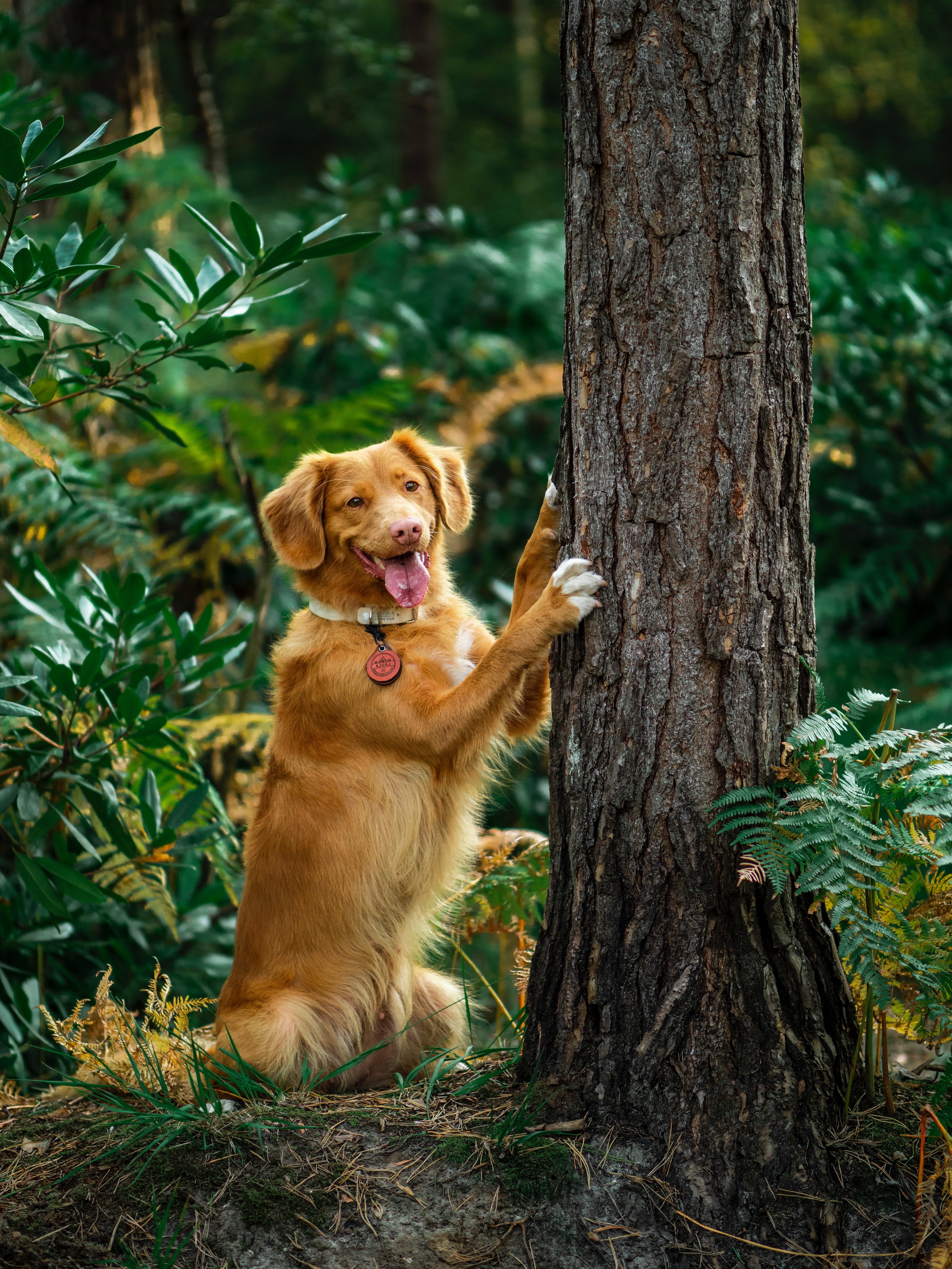 funny, animals, wood, tree, dog, protruding tongue, tongue stuck out, retriever