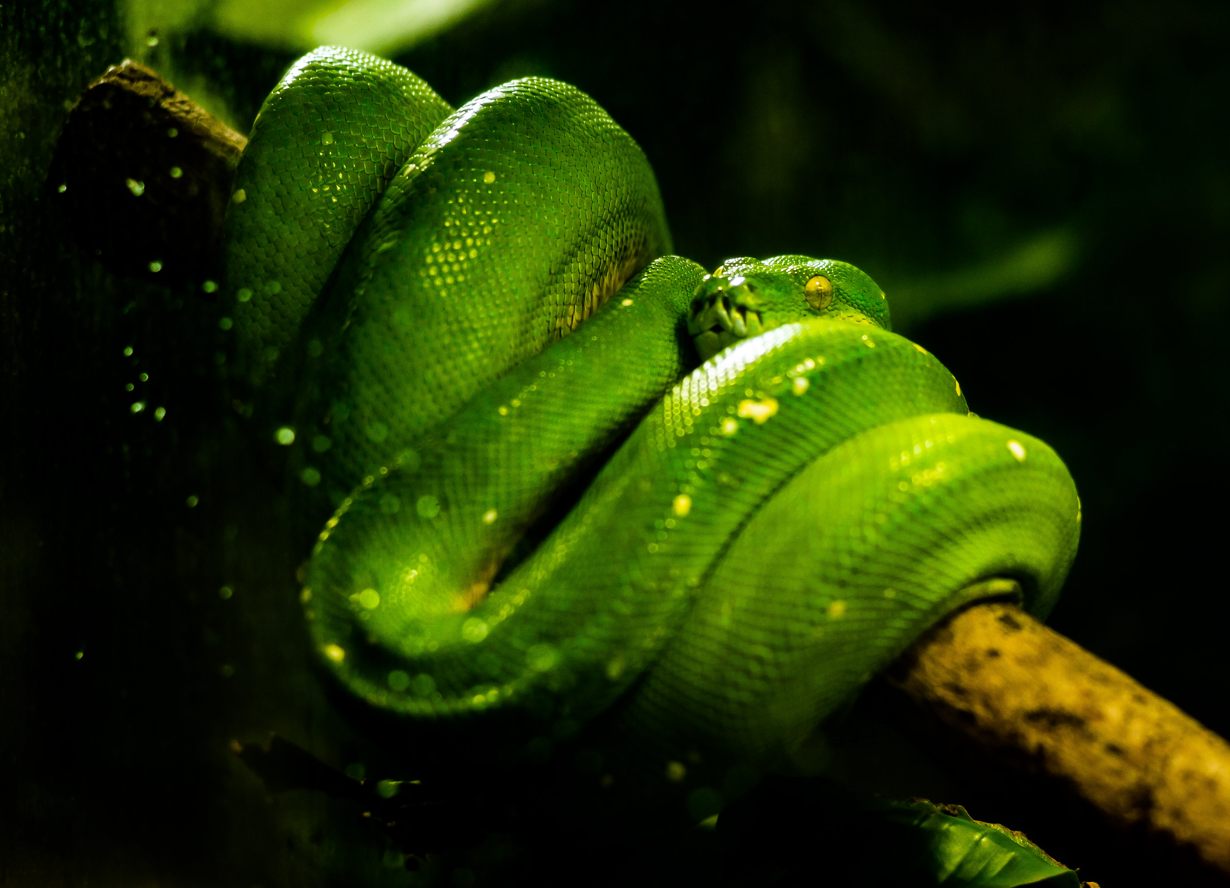 Téléchargez gratuitement l'image Reptile, Animaux, Serpent sur le bureau de votre PC