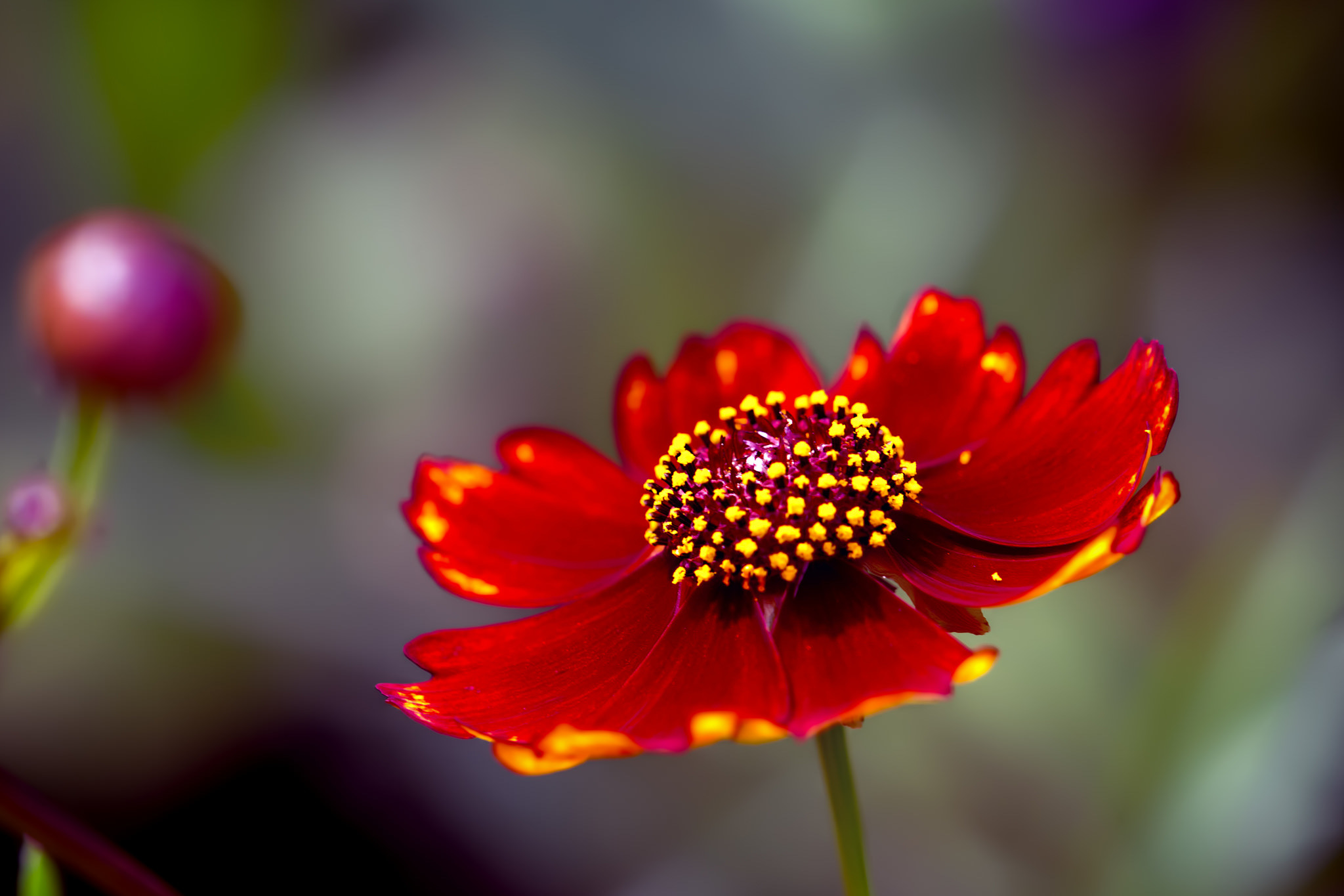 Free download wallpaper Nature, Flowers, Flower, Macro, Earth, Red Flower on your PC desktop