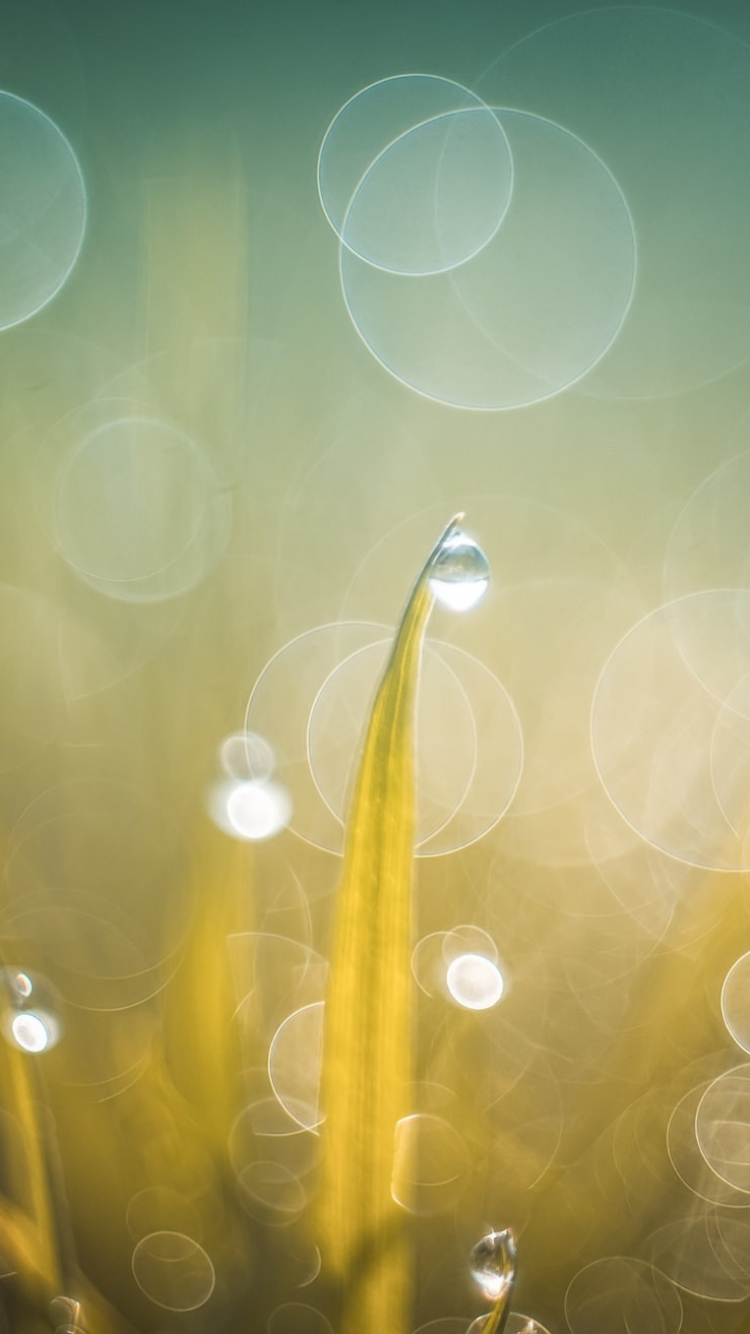 Download mobile wallpaper Grass, Macro, Earth, Bokeh, Water Drop for free.