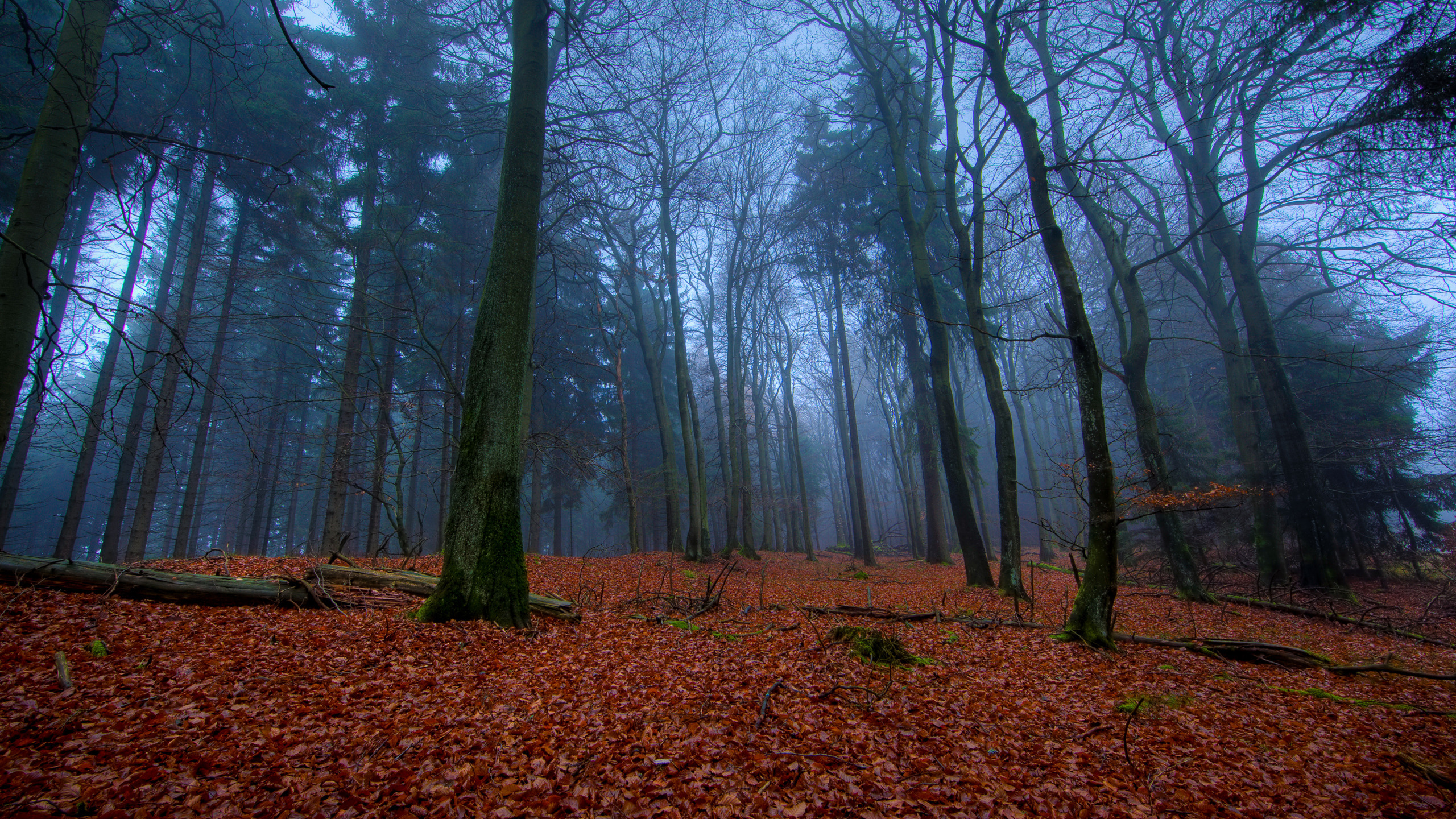 Descarga gratis la imagen Bosque, Tierra/naturaleza en el escritorio de tu PC