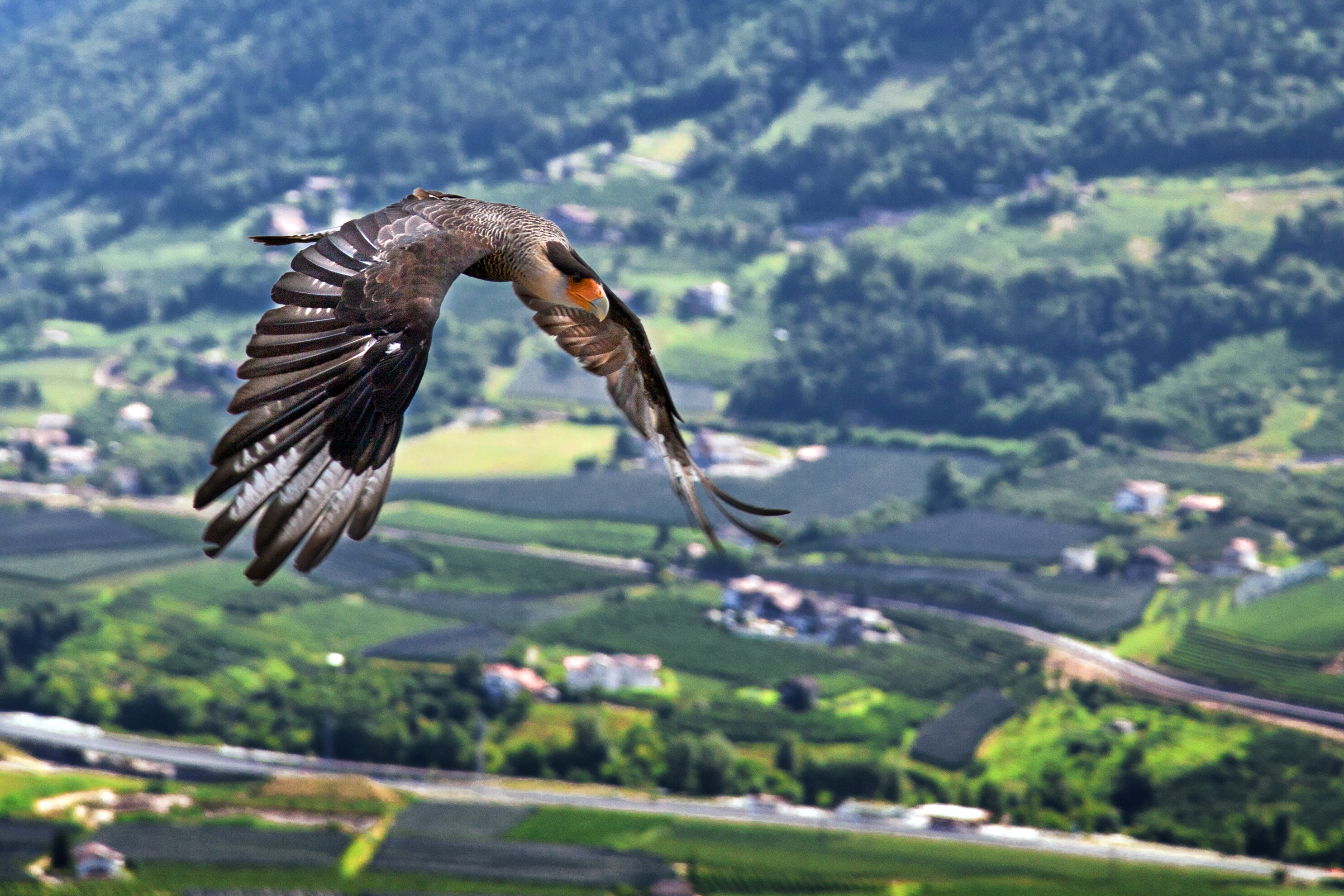 Download mobile wallpaper Caracara, Flight, Falcon, Birds, Animal for free.