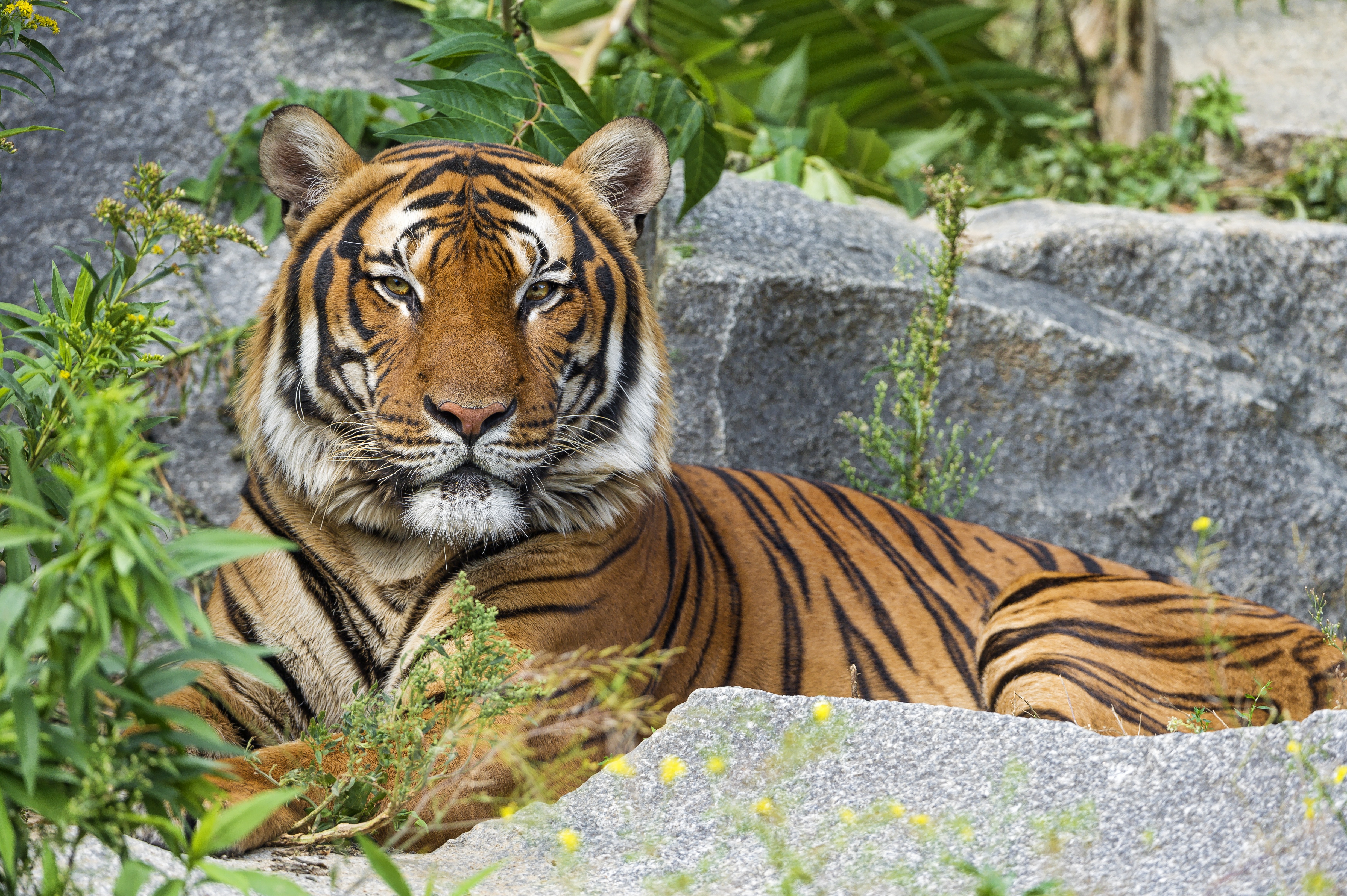 Baixe gratuitamente a imagem Gatos, Animais, Tigre na área de trabalho do seu PC