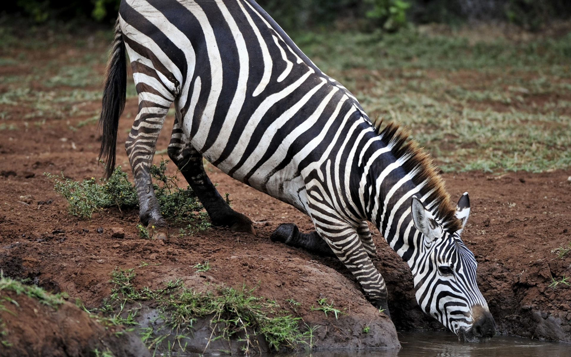 Handy-Wallpaper Tiere, Zebra kostenlos herunterladen.