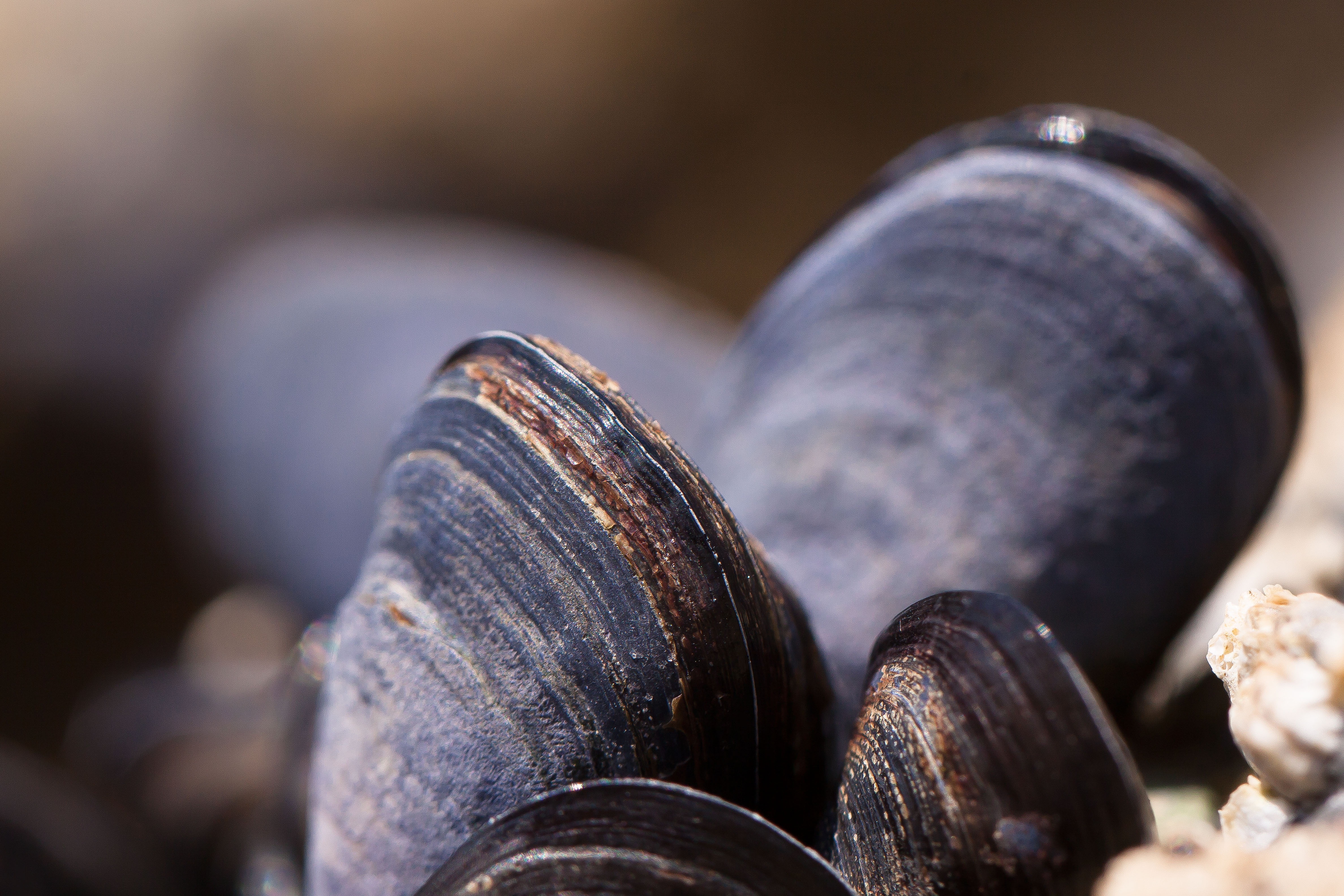 macro, carapace, shell, mussels, molluscs, clams
