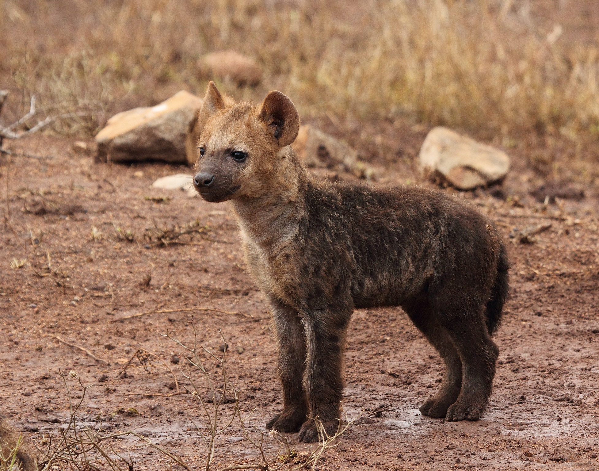 animal, spotted hyena, baby animal, cub