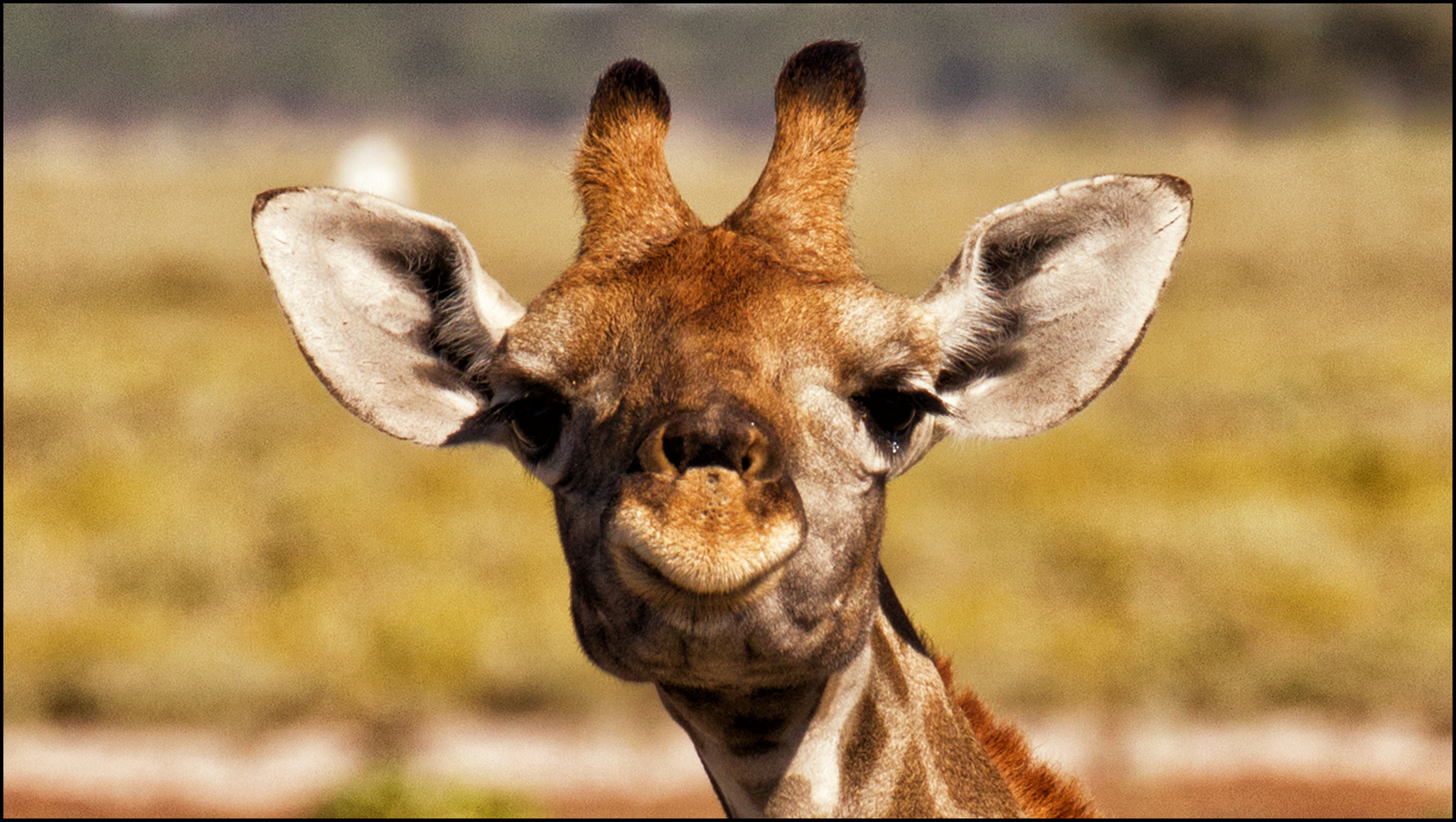 603824 скачать картинку животные, жирафа - обои и заставки бесплатно