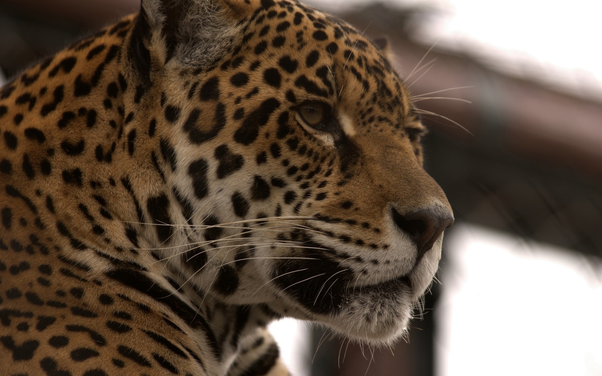 Descarga gratuita de fondo de pantalla para móvil de Jaguar, Gatos, Animales.