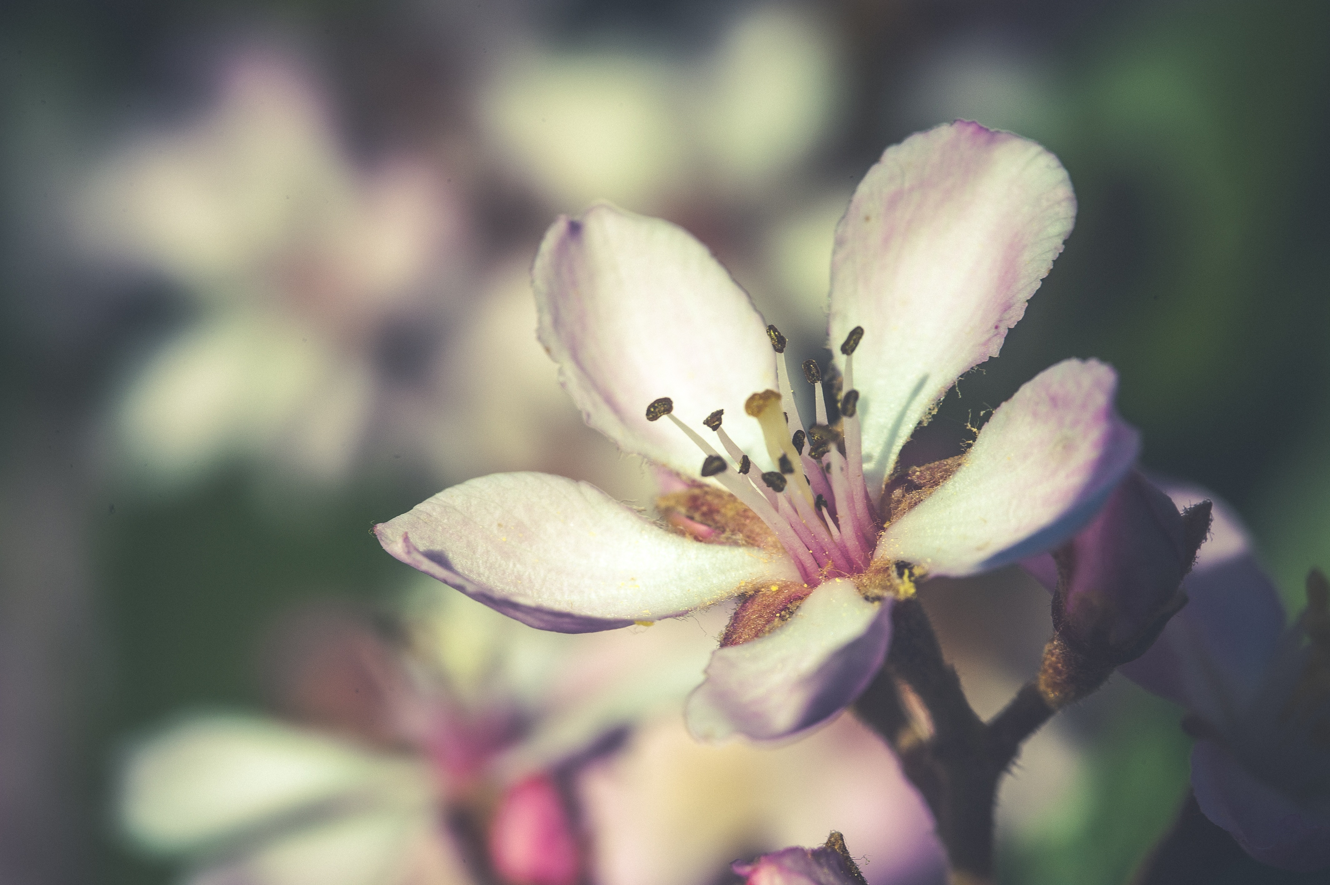 Download mobile wallpaper Petals, Bloom, Flowering, Flowers, Flower, Spring for free.