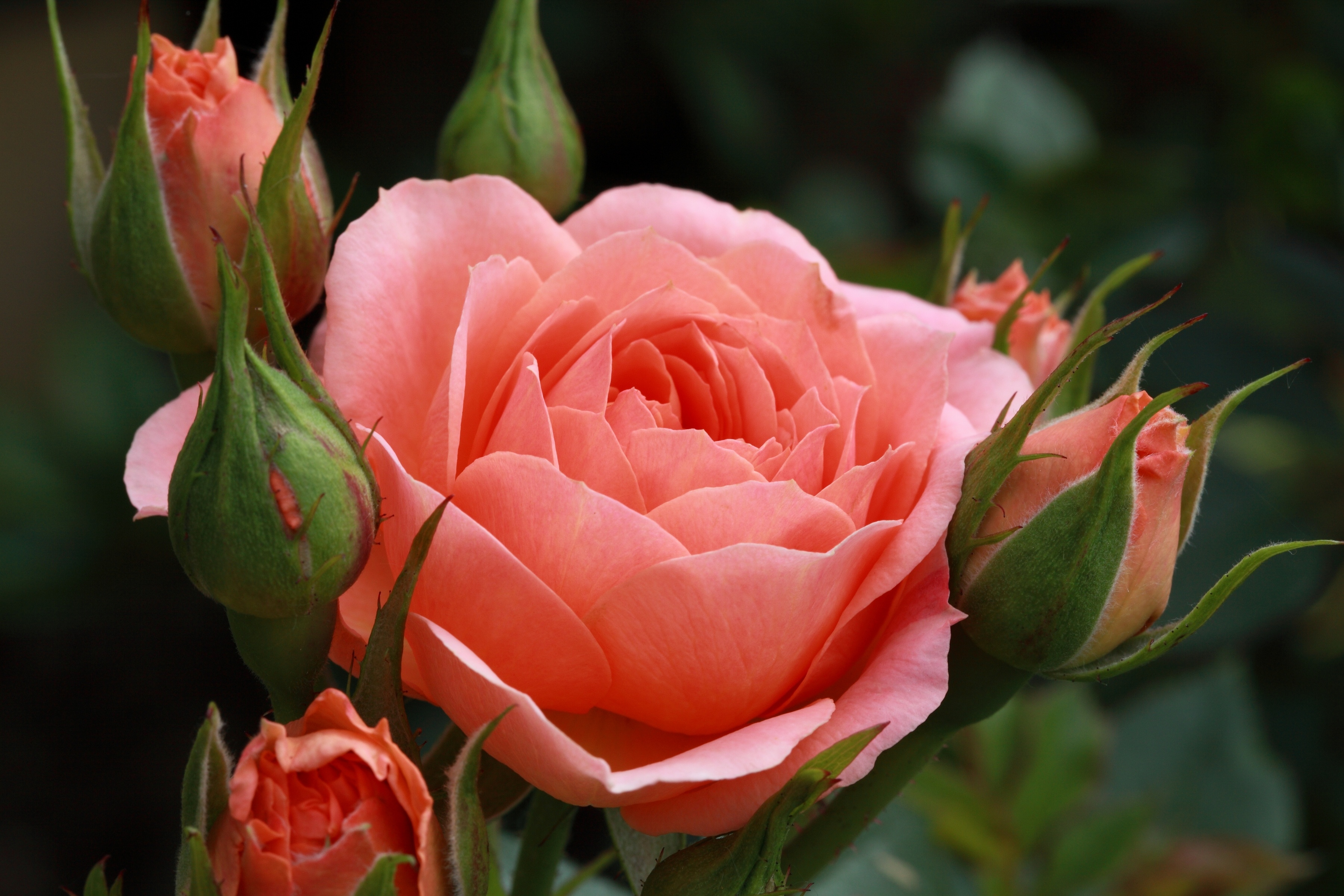 無料モバイル壁紙フラワーズ, 花, 薔薇, 地球, ピンクの花をダウンロードします。