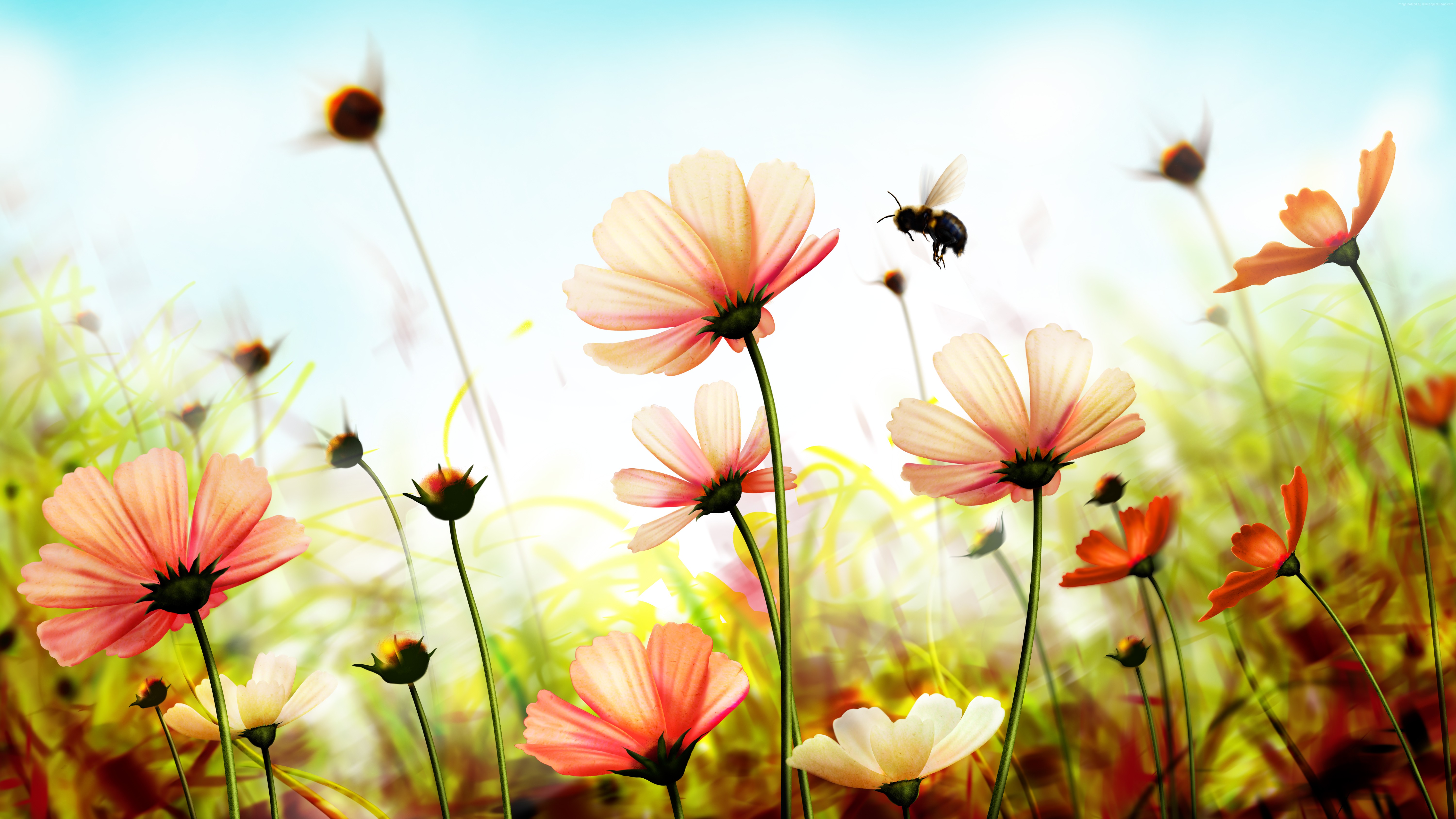 Handy-Wallpaper Natur, Blumen, Blume, Biene, Sonnig, Erde/natur, Pinke Blume, Kosmeen kostenlos herunterladen.