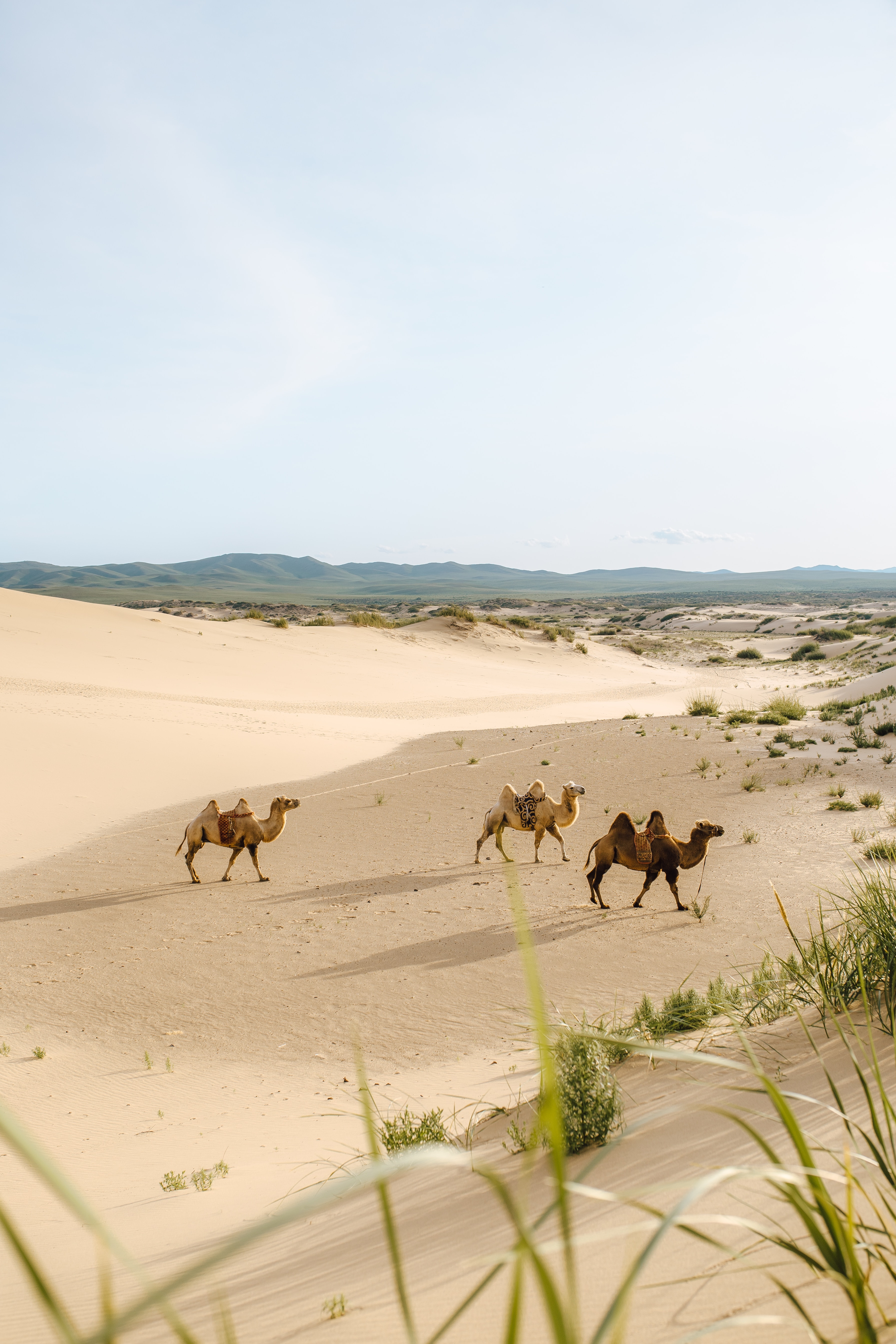 73671 Hintergrundbild herunterladen tiere, sand, wüste, kamele, oase - Bildschirmschoner und Bilder kostenlos