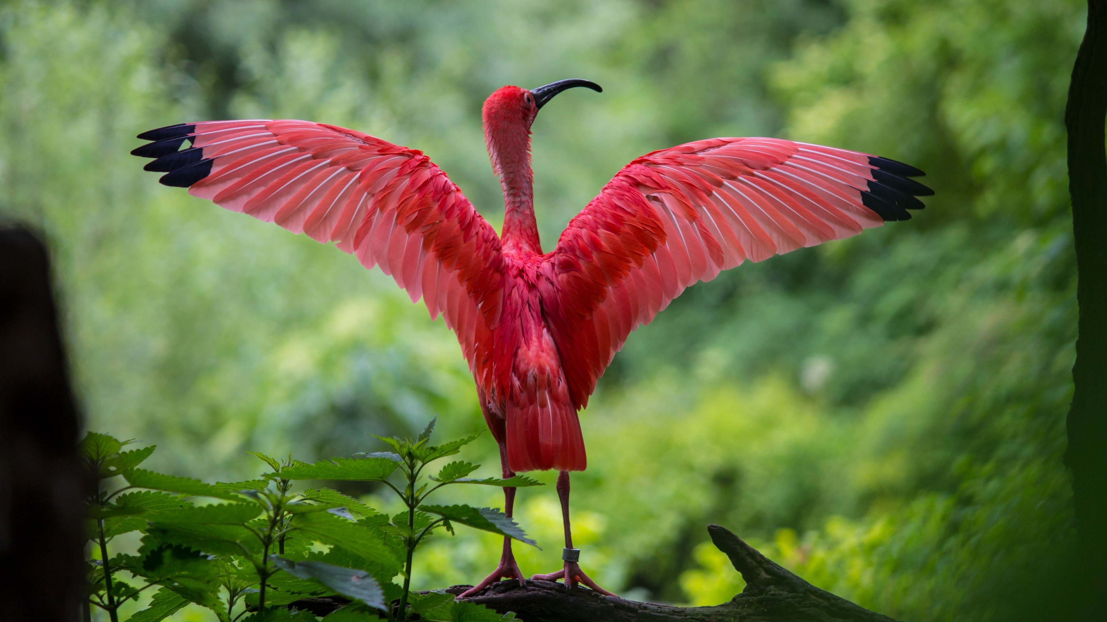 414023 descargar imagen animales, ibis escarlata, ave, ibis, alas, aves: fondos de pantalla y protectores de pantalla gratis