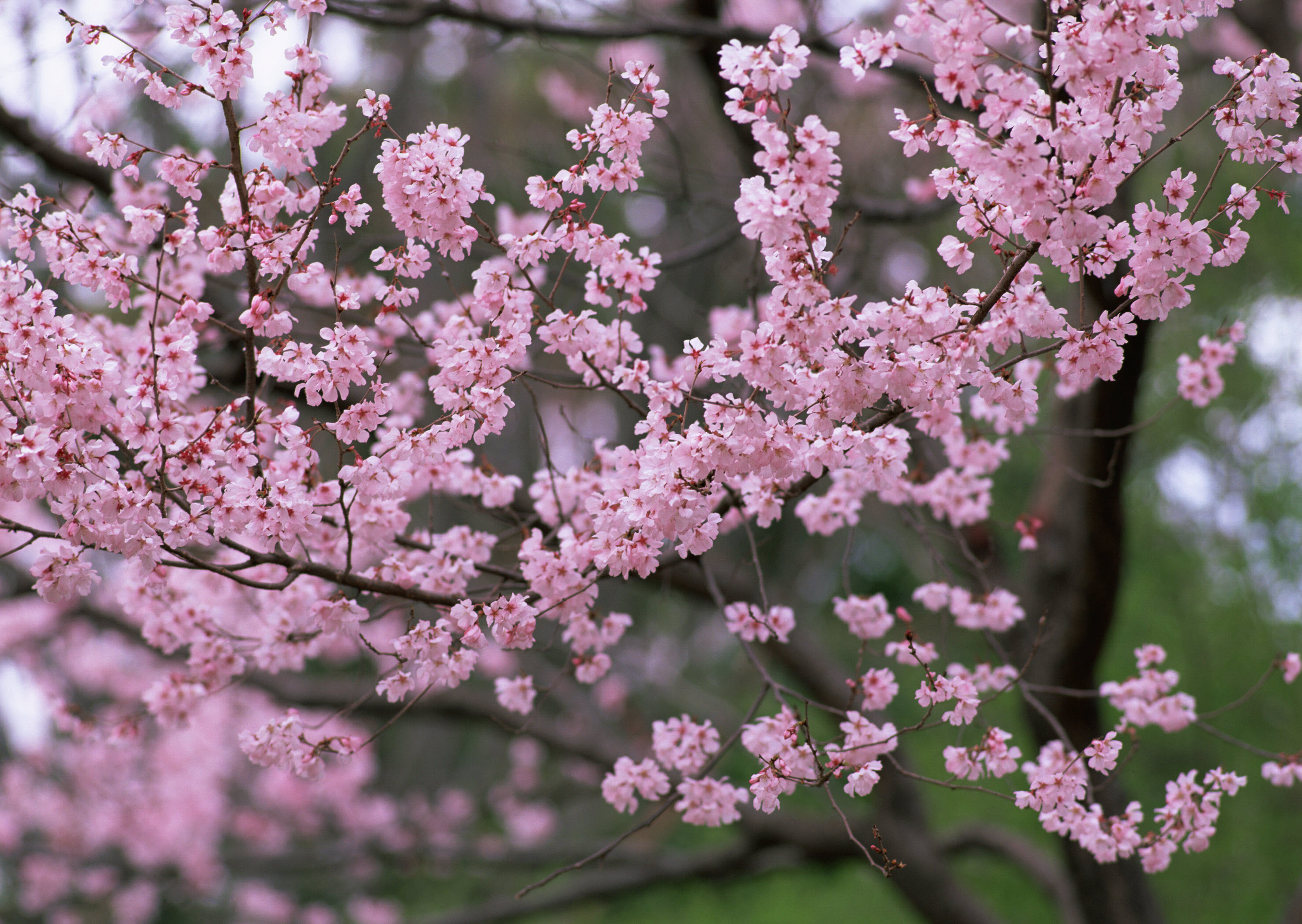 Download mobile wallpaper Blossom, Flowers, Earth for free.