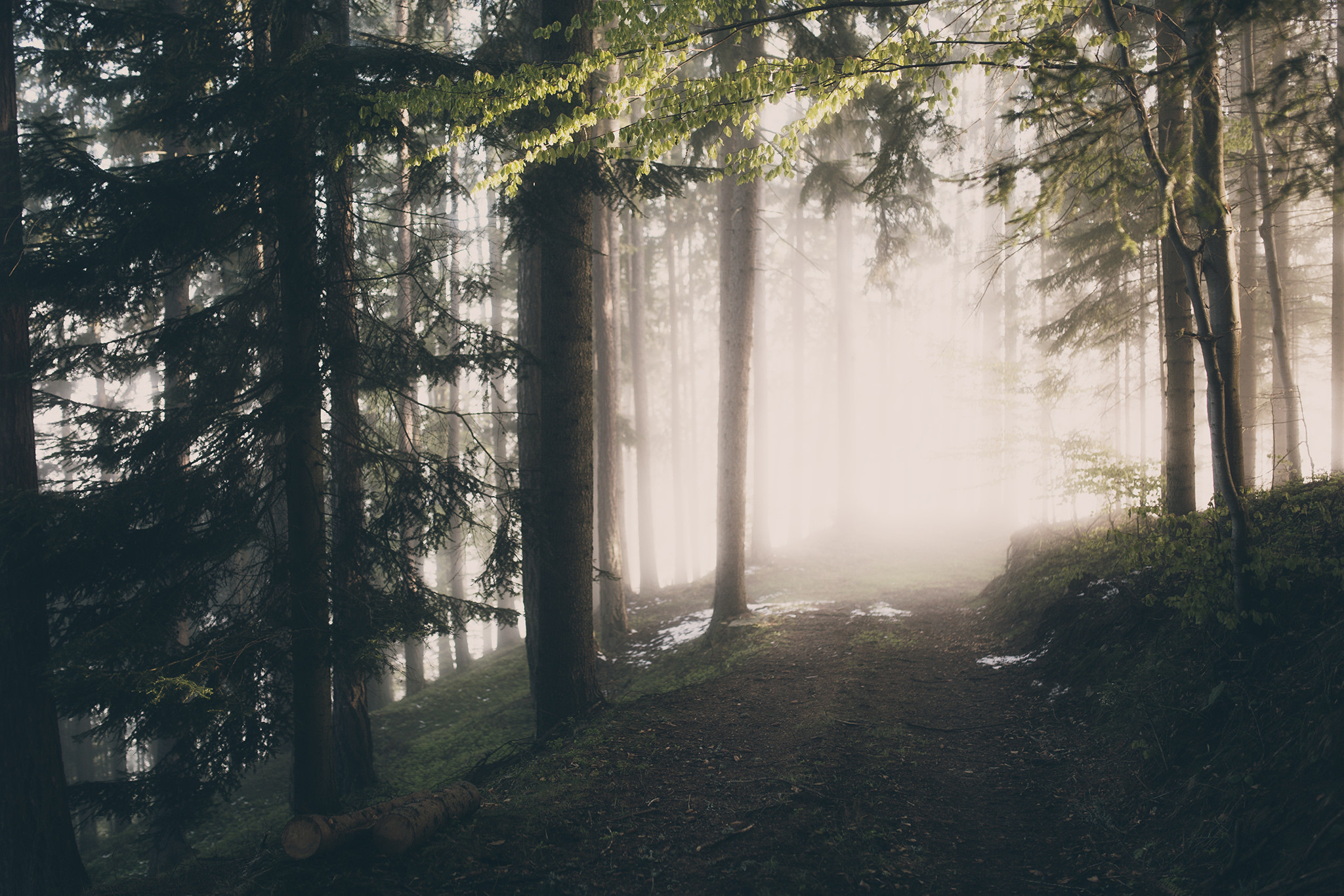 Download mobile wallpaper Nature, Forest, Tree, Fog, Earth, Path for free.