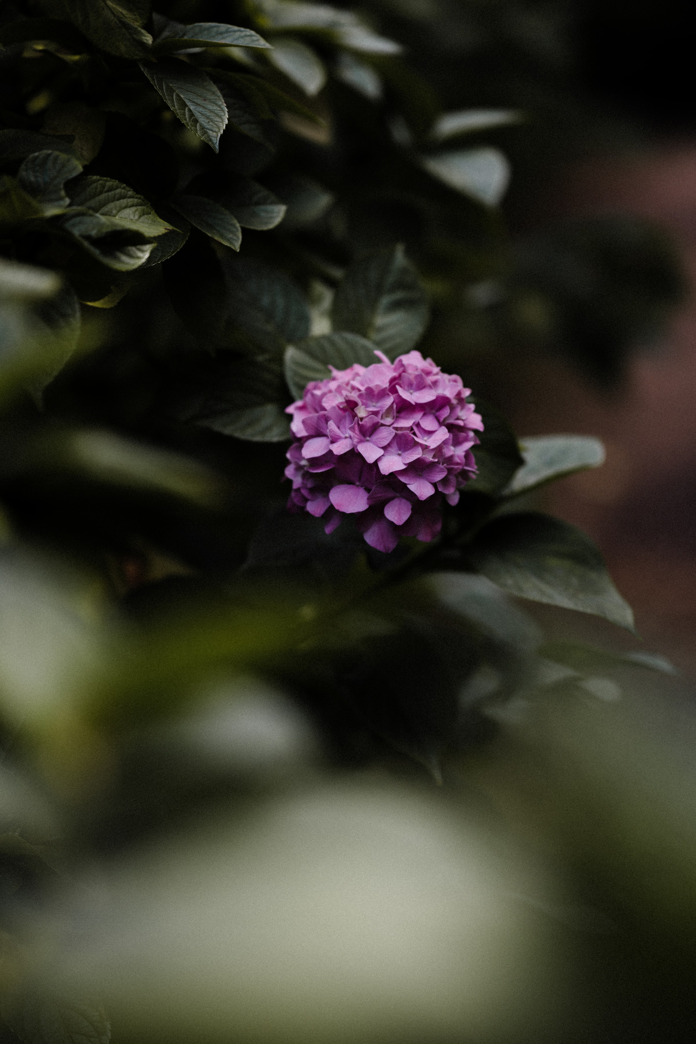 151972 descargar fondo de pantalla hortensia, flores, hojas, arbusto, macro: protectores de pantalla e imágenes gratis