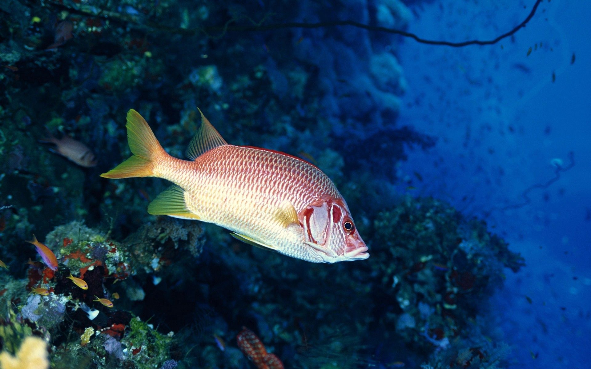 HD wallpaper fish, underwater world, animals, water, to swim, swim