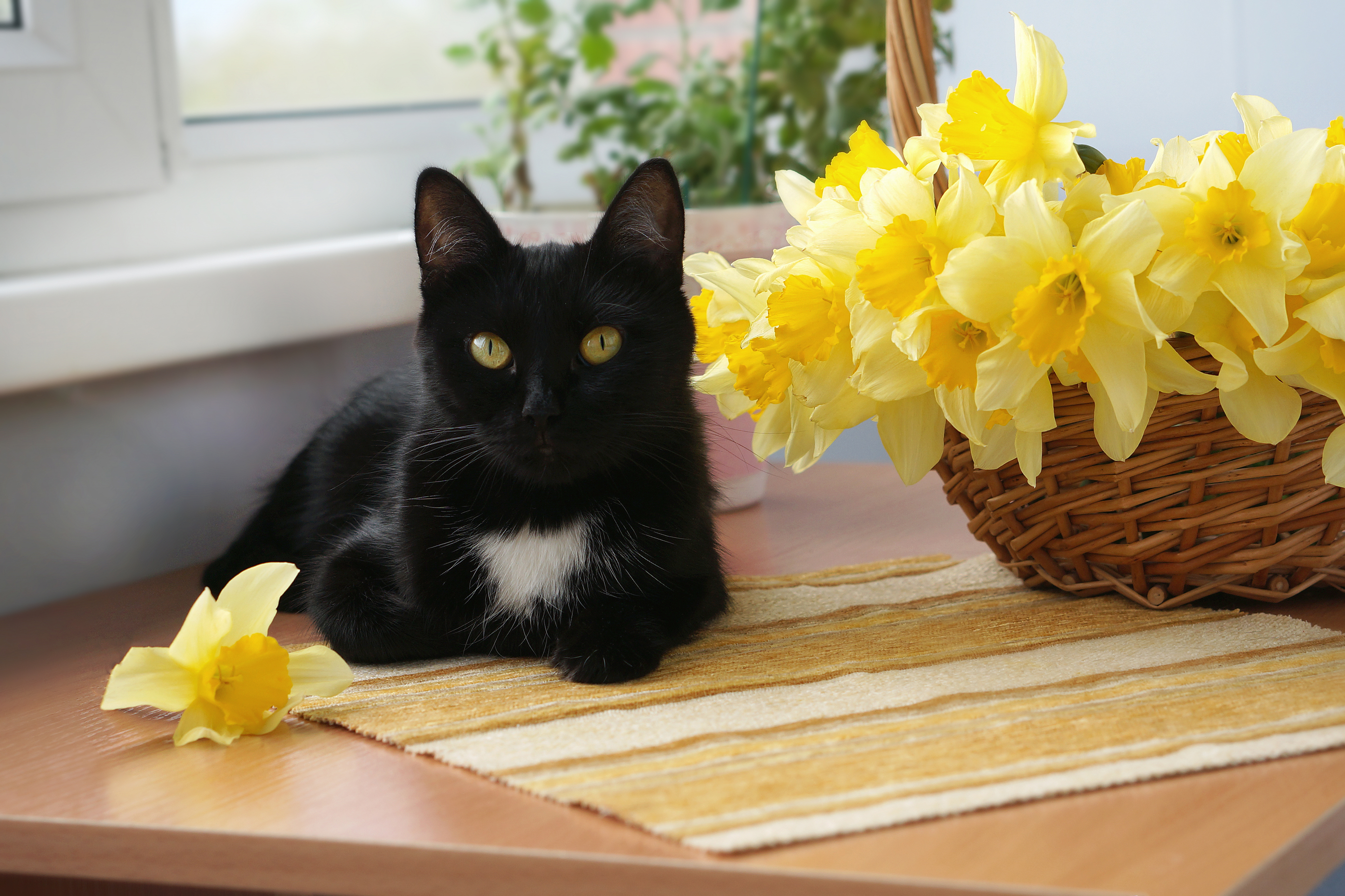 Free download wallpaper Cats, Cat, Animal, Yellow Flower, Stare, Daffodil on your PC desktop