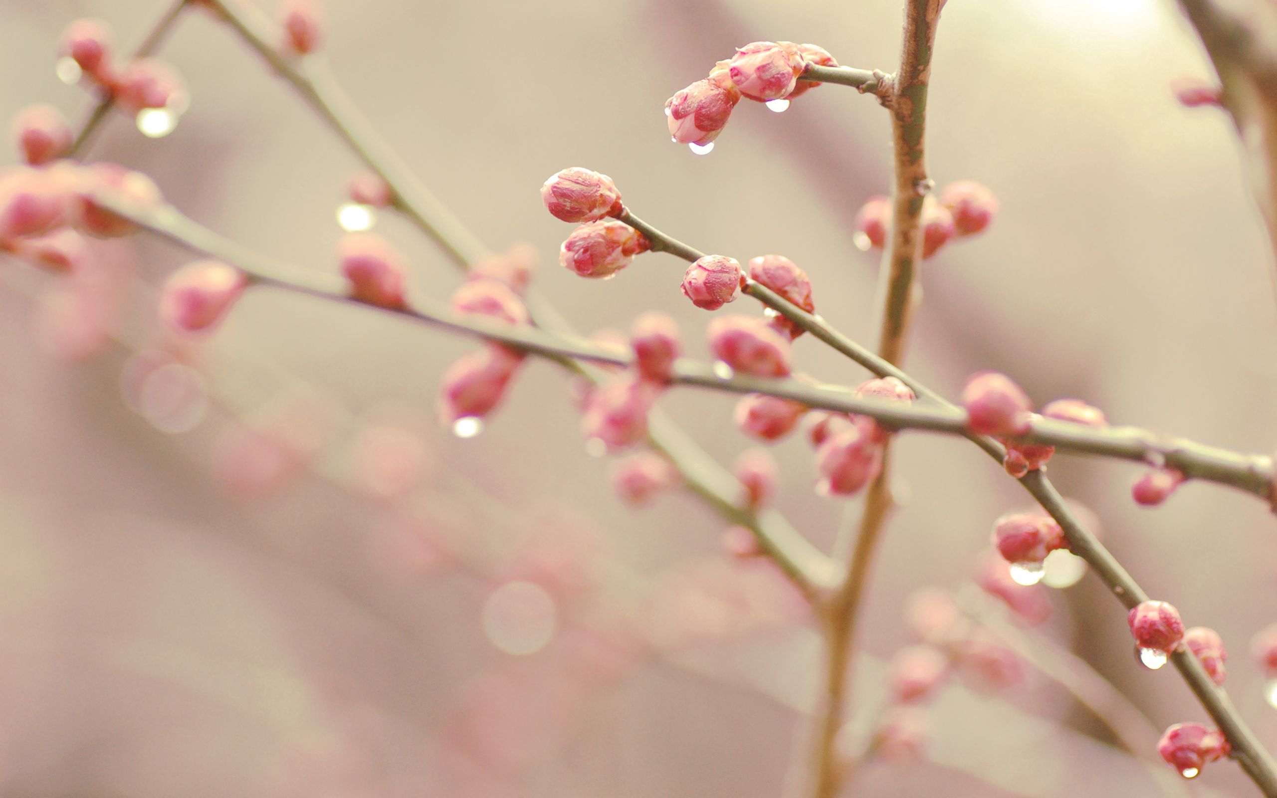 Laden Sie das Drops, Pflanze, Makro, Zweig, Ast, Frühling-Bild kostenlos auf Ihren PC-Desktop herunter