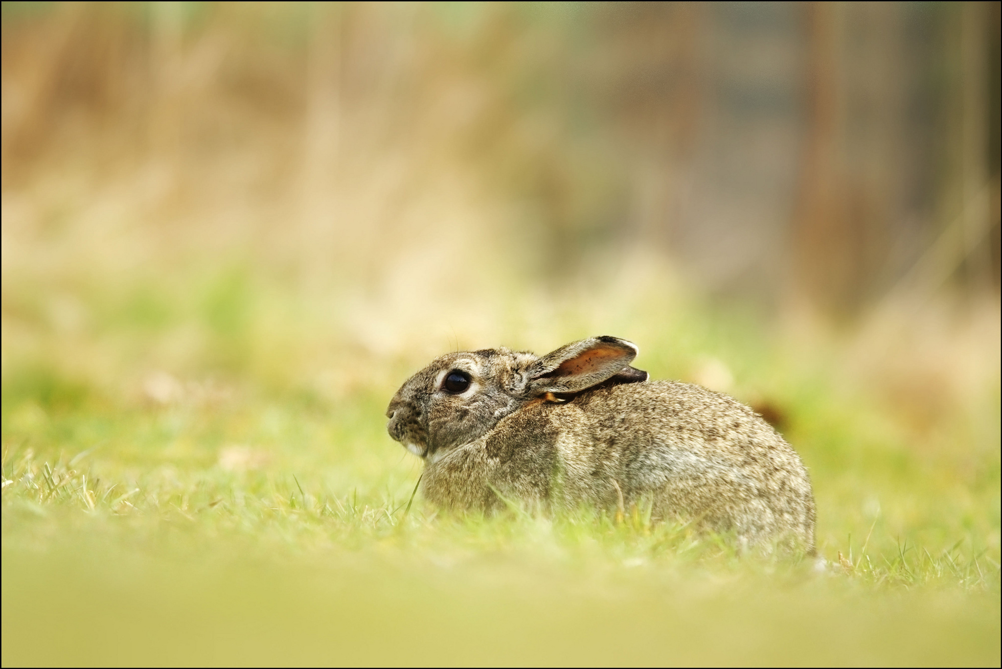 Free download wallpaper Animal, Hare on your PC desktop