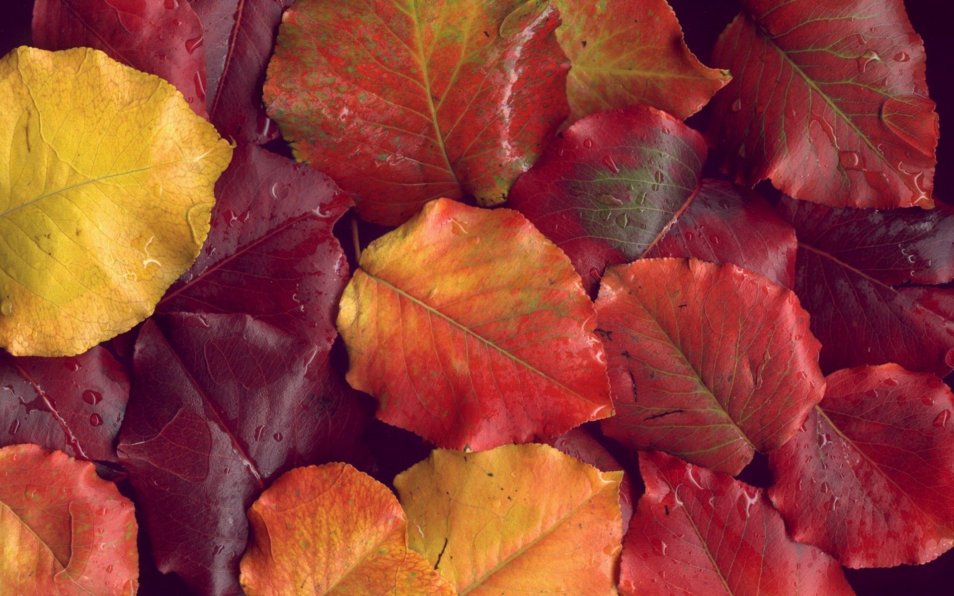 143127 завантажити картинку листя, осінь, природа, жовтий, червоний, після дощу - шпалери і заставки безкоштовно