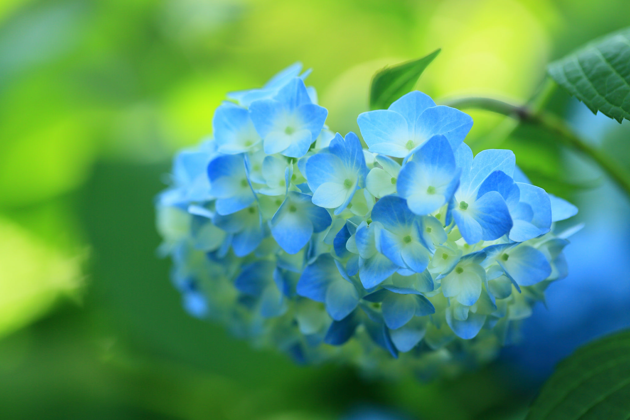 Laden Sie das Blumen, Nahansicht, Hortensien, Erde/natur-Bild kostenlos auf Ihren PC-Desktop herunter