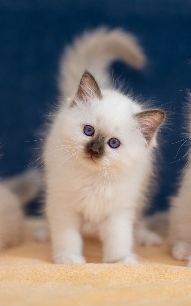 無料モバイル壁紙子猫, 赤ちゃん動物, ネコ, 猫, 動物をダウンロードします。