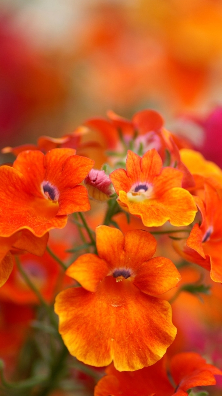 Download mobile wallpaper Flowers, Flower, Blur, Earth, Orange Flower for free.