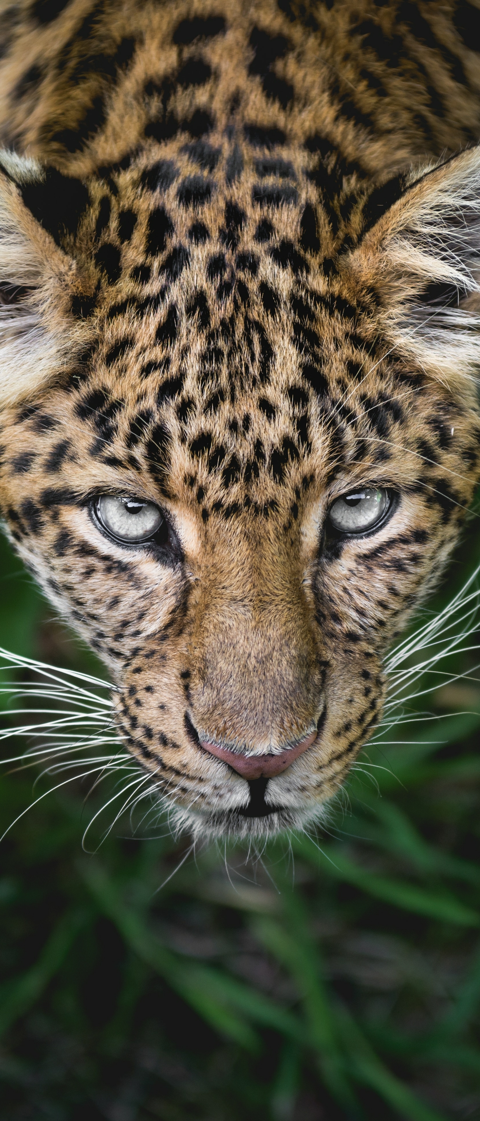 Descarga gratuita de fondo de pantalla para móvil de Animales, Gatos, Leopardo, Cara, Mirar Fijamente.