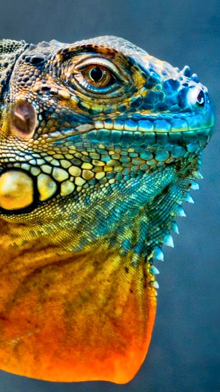 Baixar papel de parede para celular de Animais, Lagarto, Colorido, Répteis, Iguana gratuito.