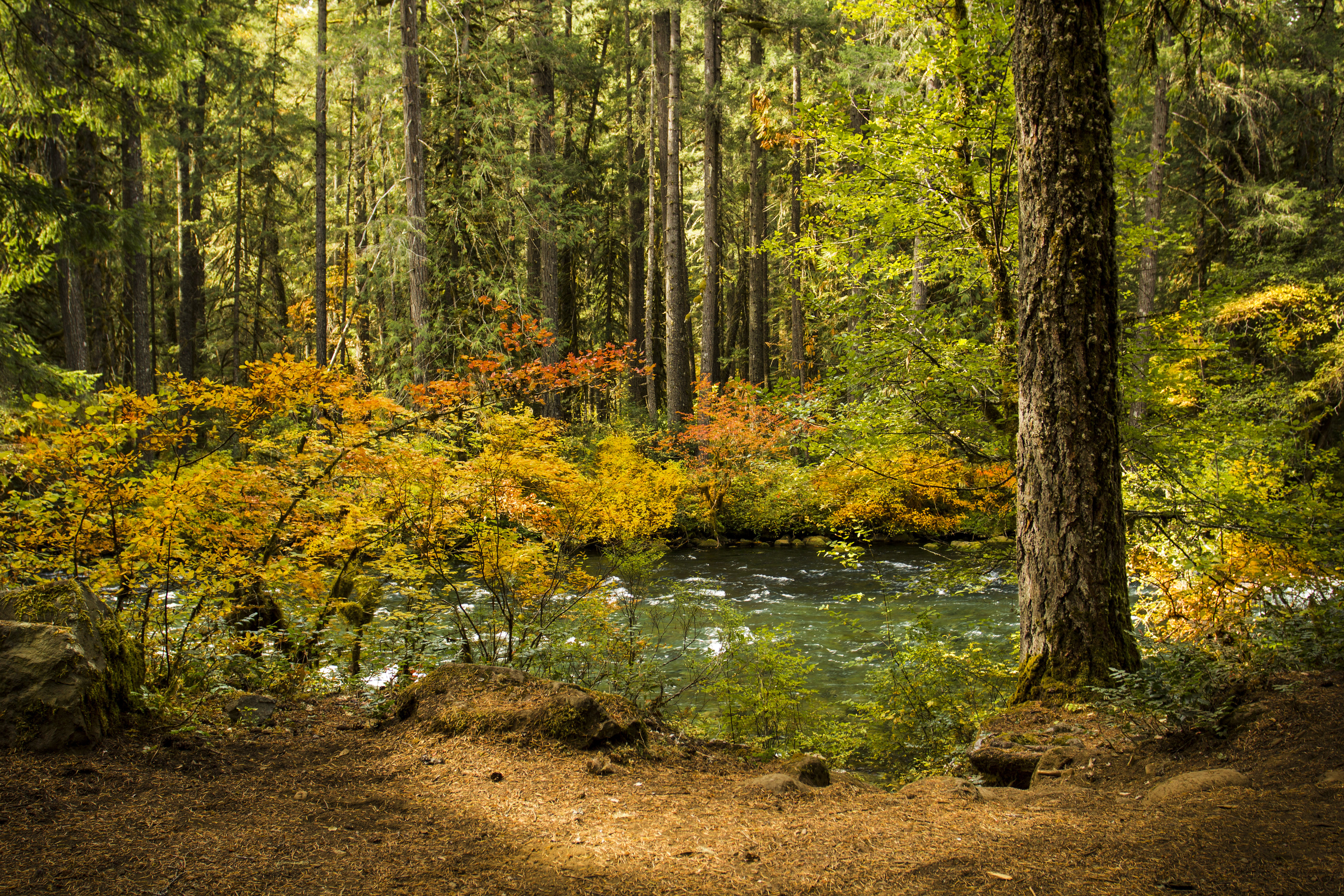 無料モバイル壁紙森林, 川, 森, 葉, 木材, 木, 自然をダウンロードします。
