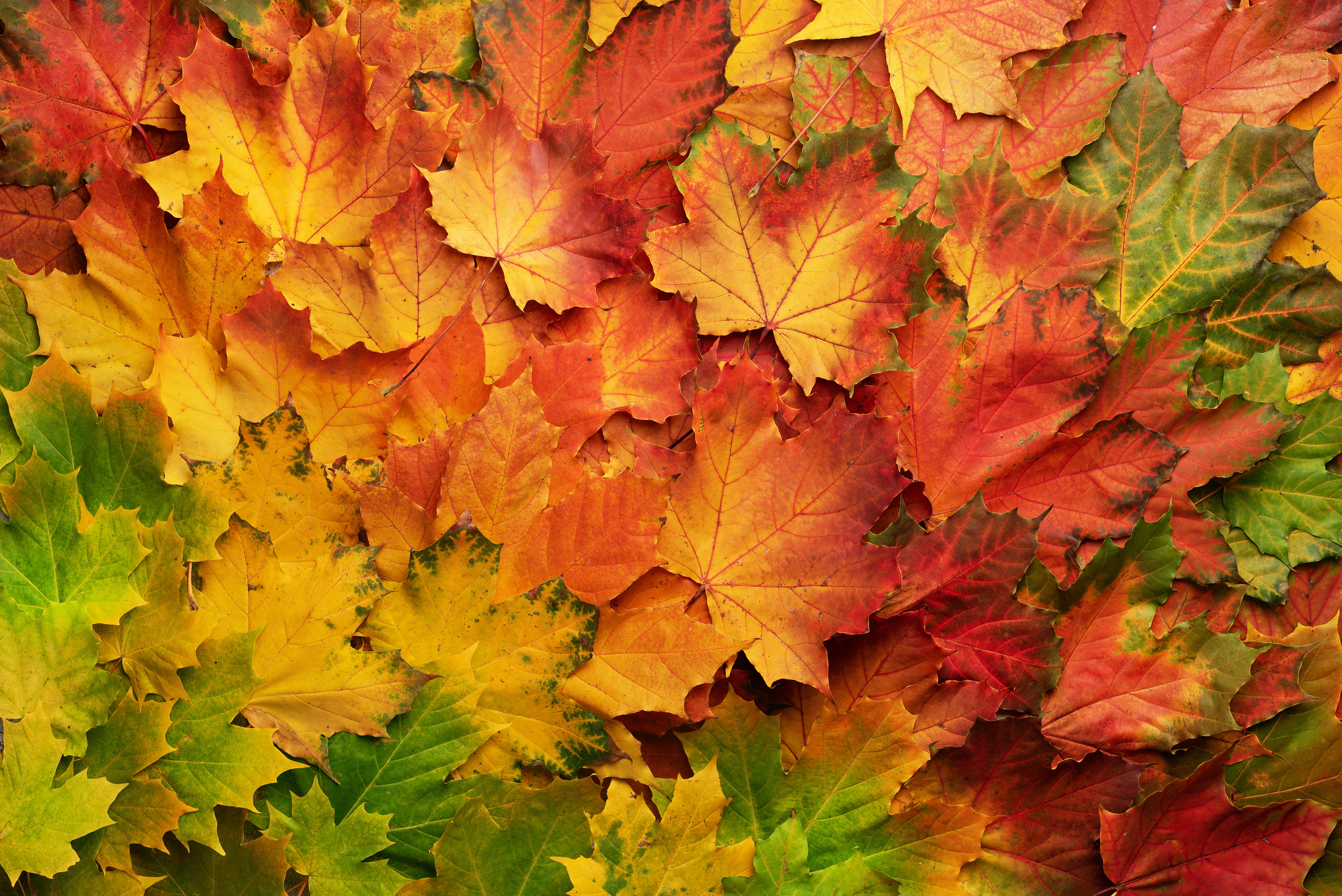 Скачать обои бесплатно Природа, Осень, Лист, Земля/природа картинка на рабочий стол ПК