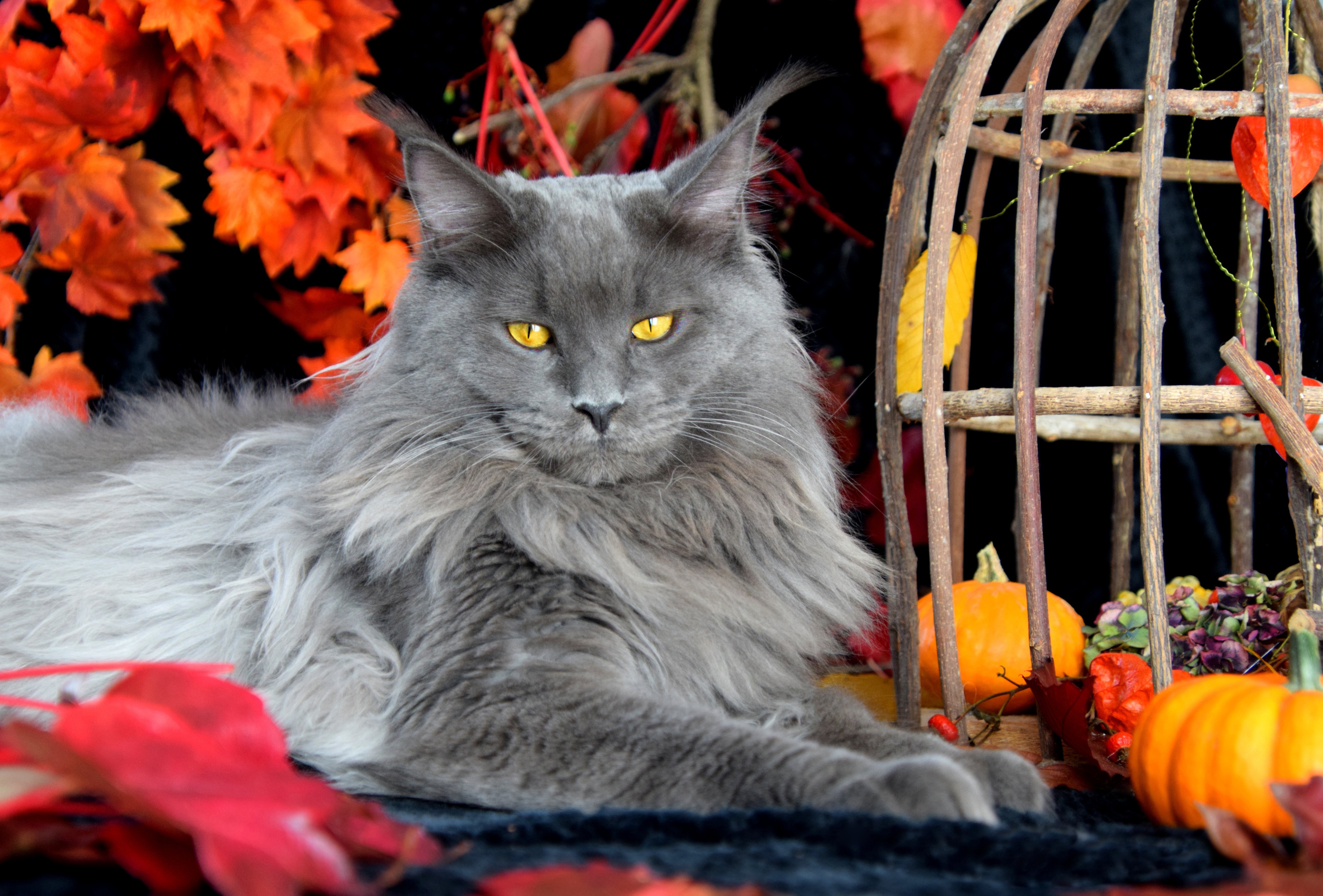 Download mobile wallpaper Cats, Animal, Maine Coon, Stare for free.