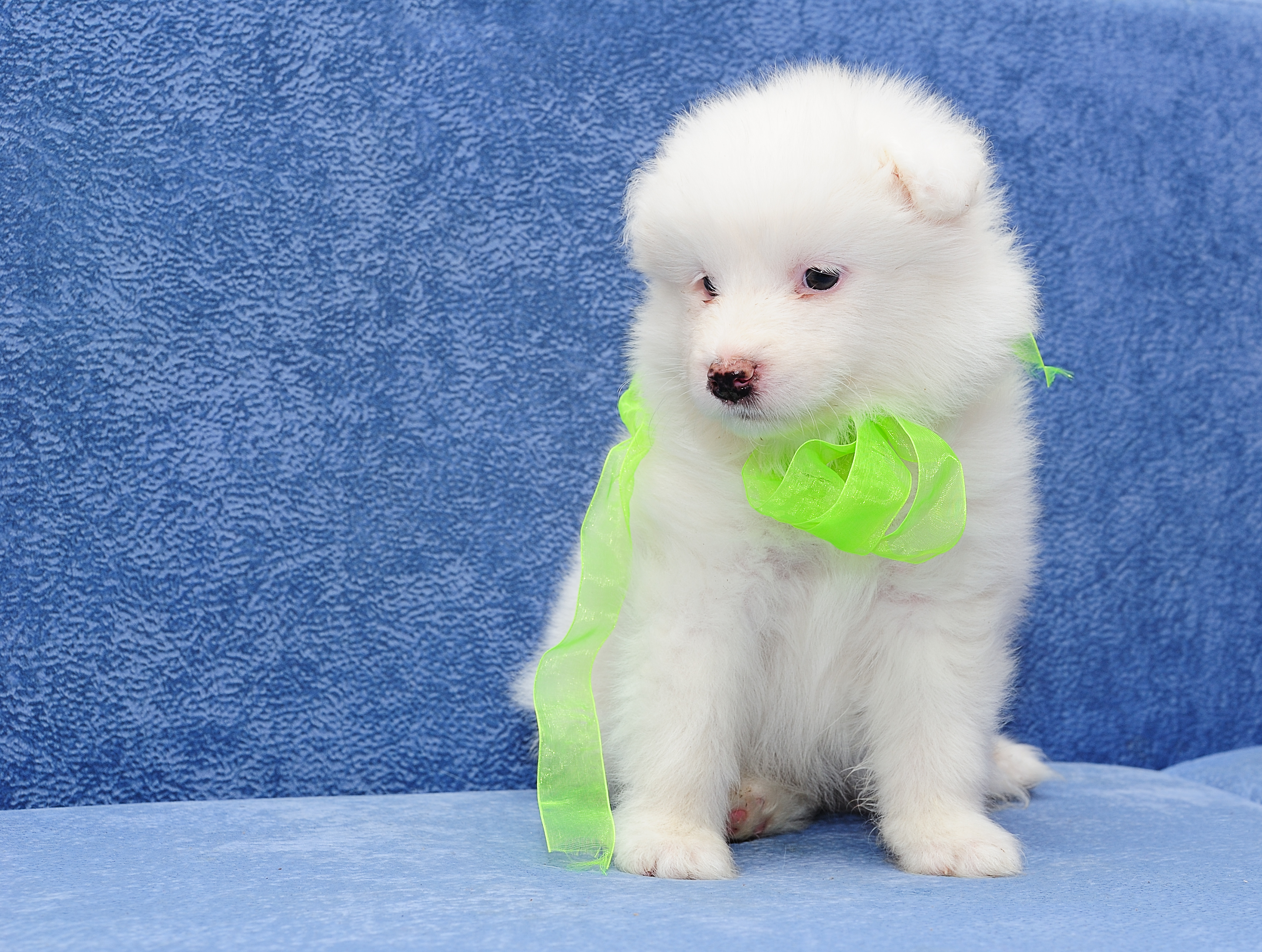 Free download wallpaper Dogs, Dog, Animal, Puppy, Samoyed on your PC desktop