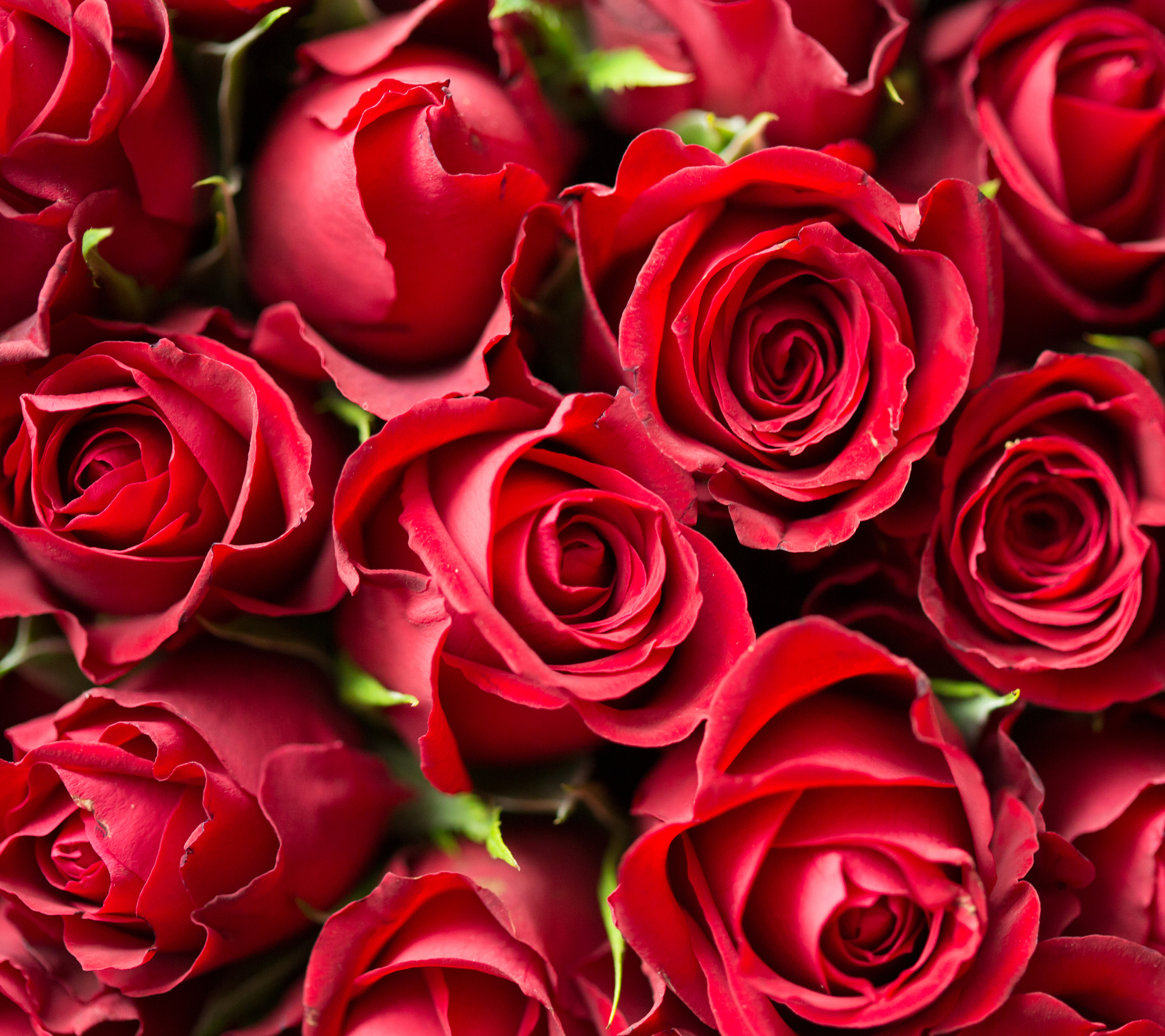 Скачать обои бесплатно Природа, Цветок, Роза, Красная Роза, Красный Цветок, Земля/природа, Флауэрсы картинка на рабочий стол ПК