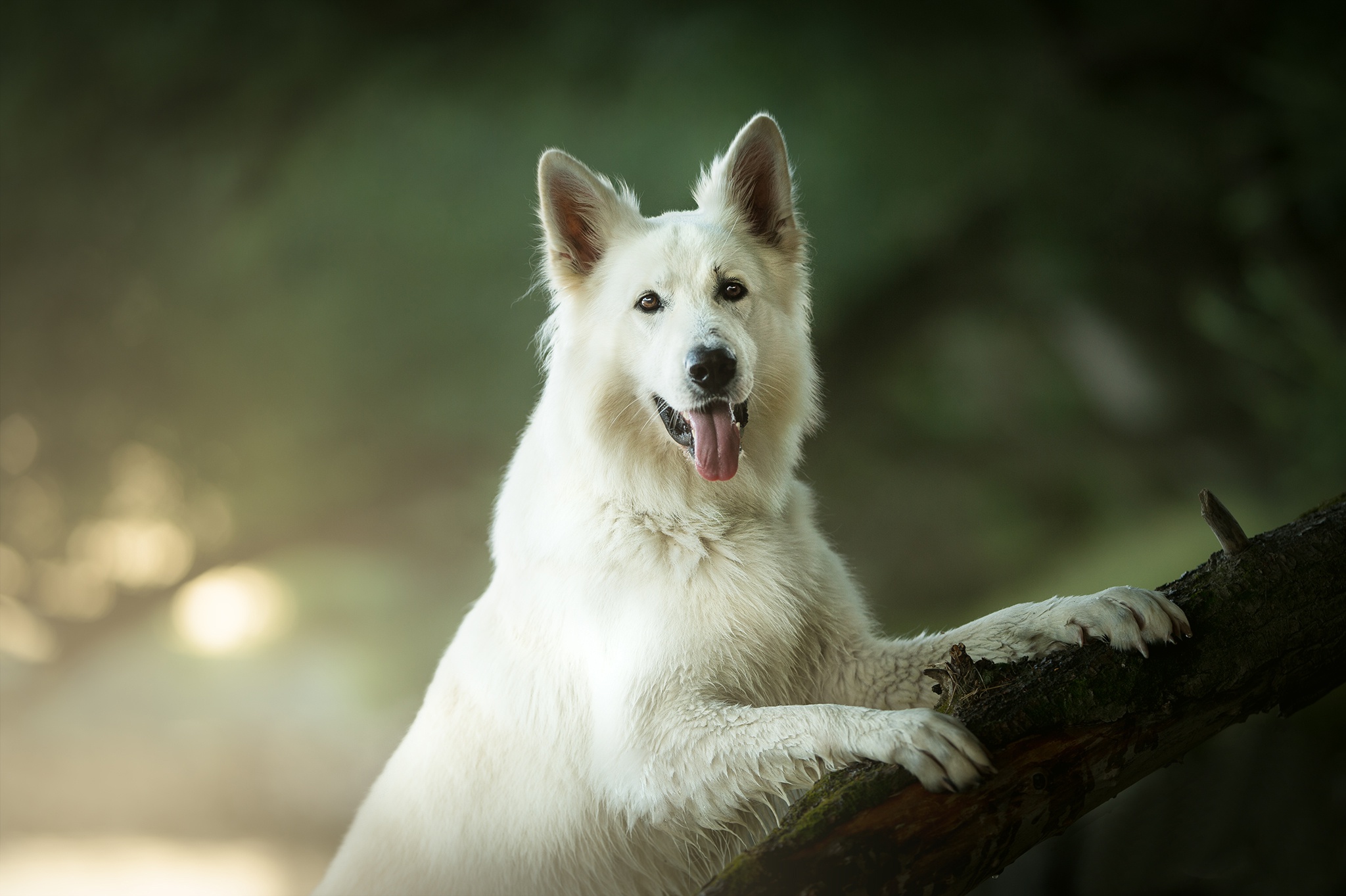 Baixe gratuitamente a imagem Cães, Cão, Animais na área de trabalho do seu PC