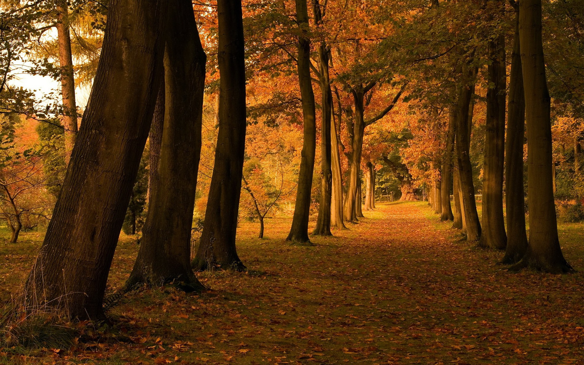 Téléchargez des papiers peints mobile Automne, Terre/nature gratuitement.