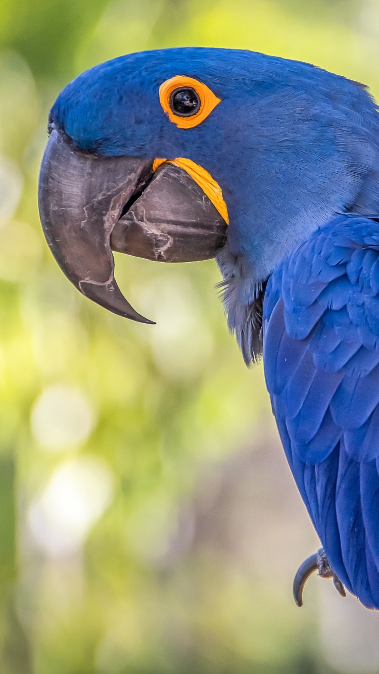 Download mobile wallpaper Birds, Bird, Animal, Macaw, Hyacinth Macaw for free.