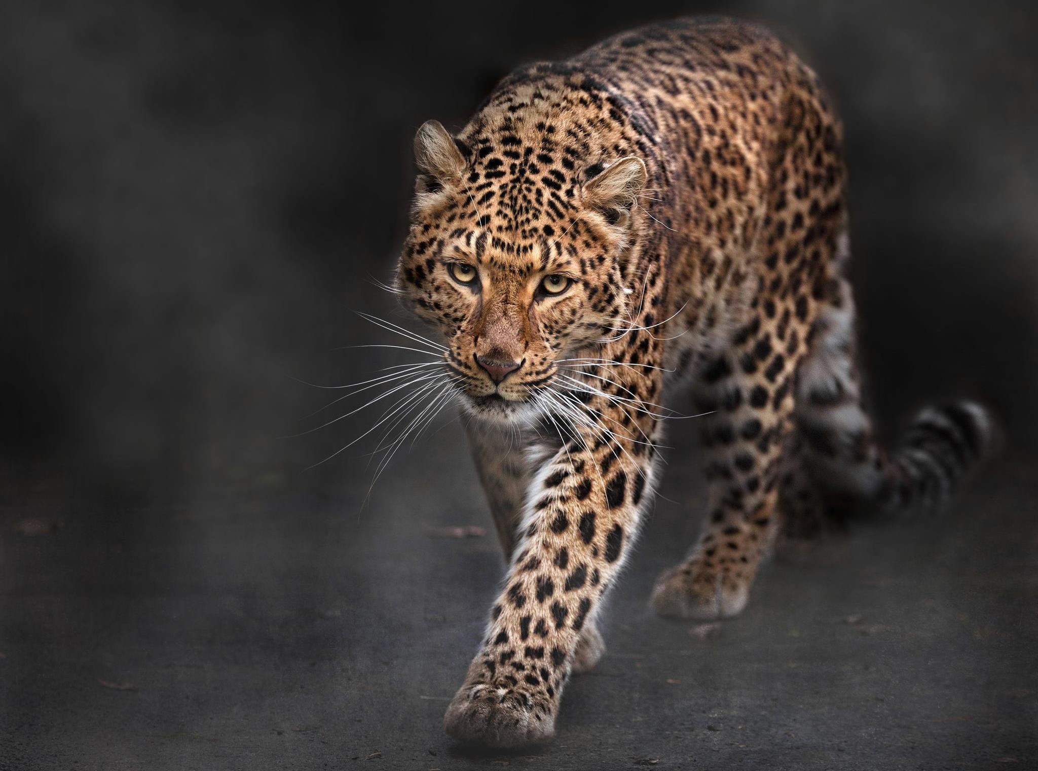 Baixe gratuitamente a imagem Leopardo, Gatos, Animais na área de trabalho do seu PC