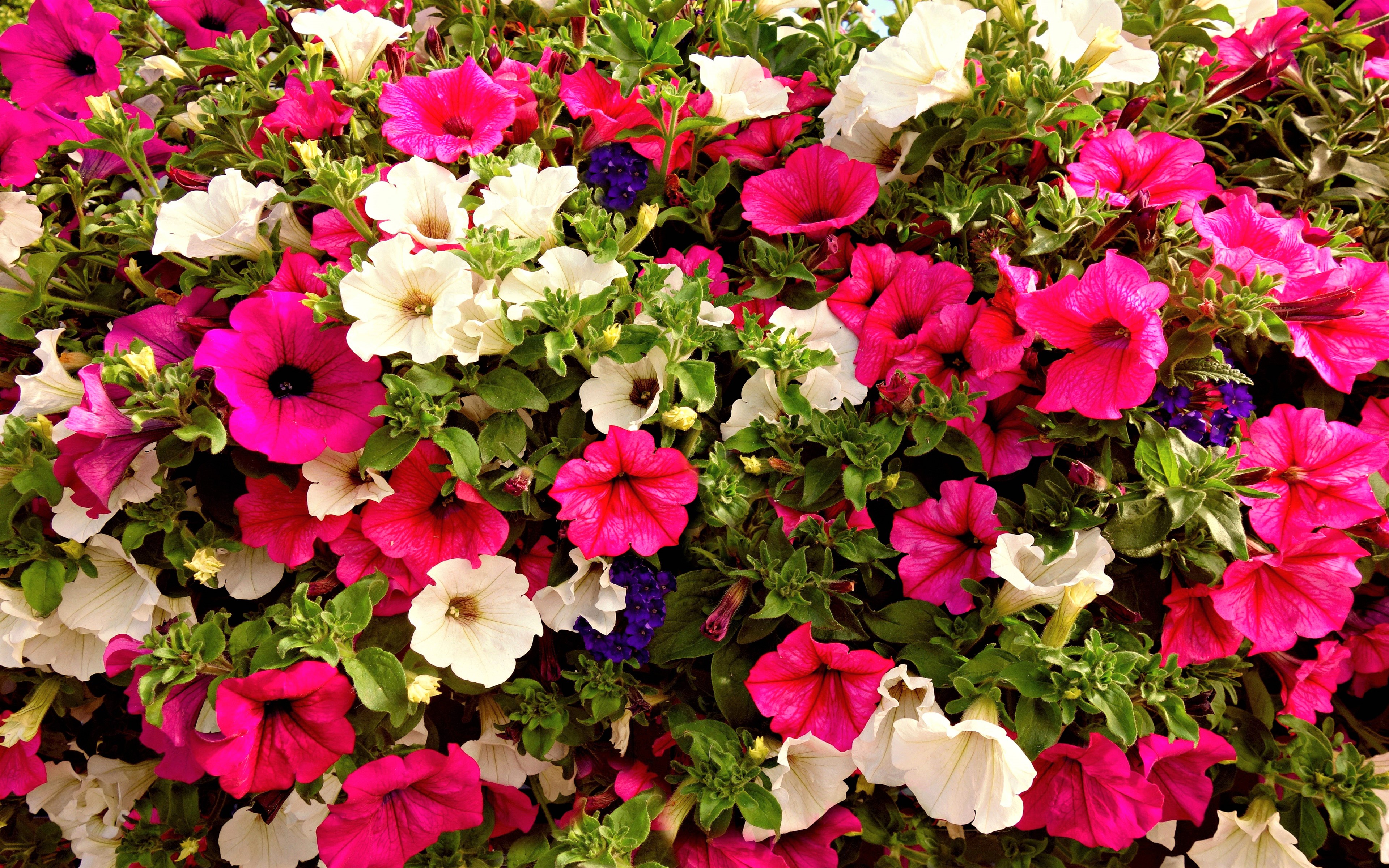 423227壁紙のダウンロード地球, ペチュニア, 花, ピンクの花, 白い花, フラワーズ-スクリーンセーバーと写真を無料で