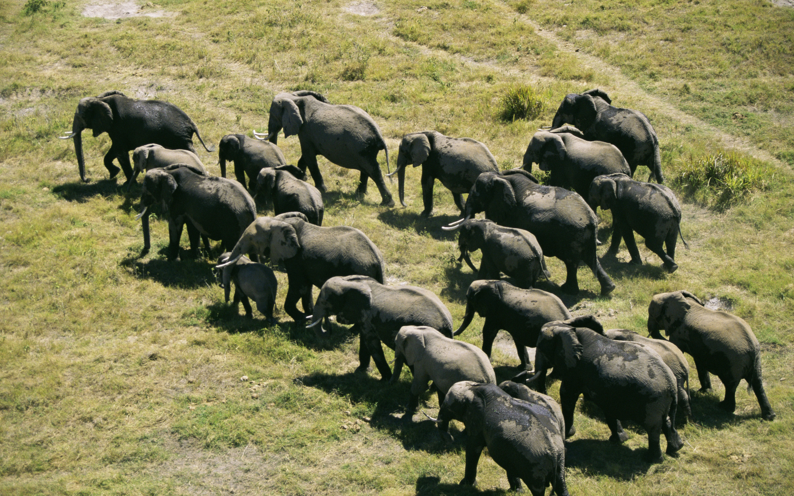 無料モバイル壁紙アフリカゾウ, ゾウ, 動物をダウンロードします。