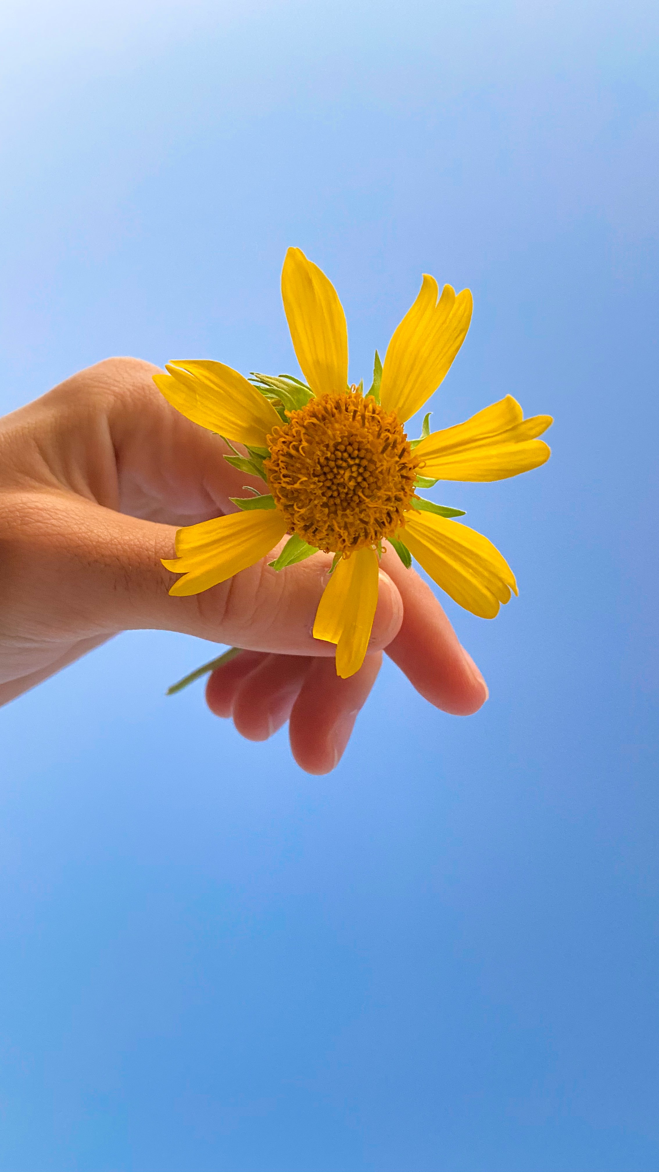 Free download wallpaper Petals, Sky, Flower, Hand, Flowers on your PC desktop