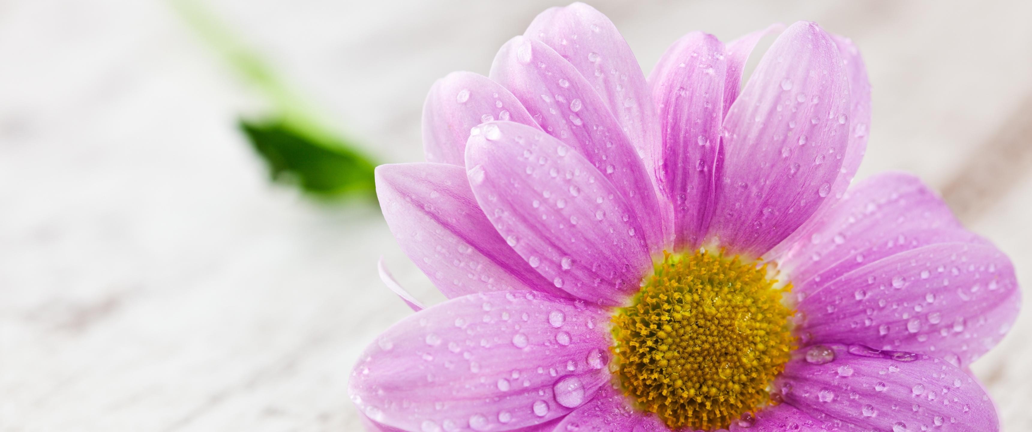 Free download wallpaper Flowers, Flower, Close Up, Earth, Daisy, Dahlia, Purple Flower on your PC desktop